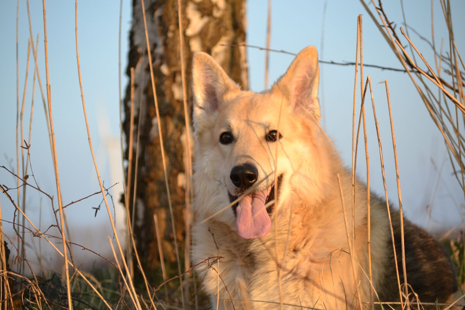 Nikon D3100 sample photo. Animal, dog, sled dog photography