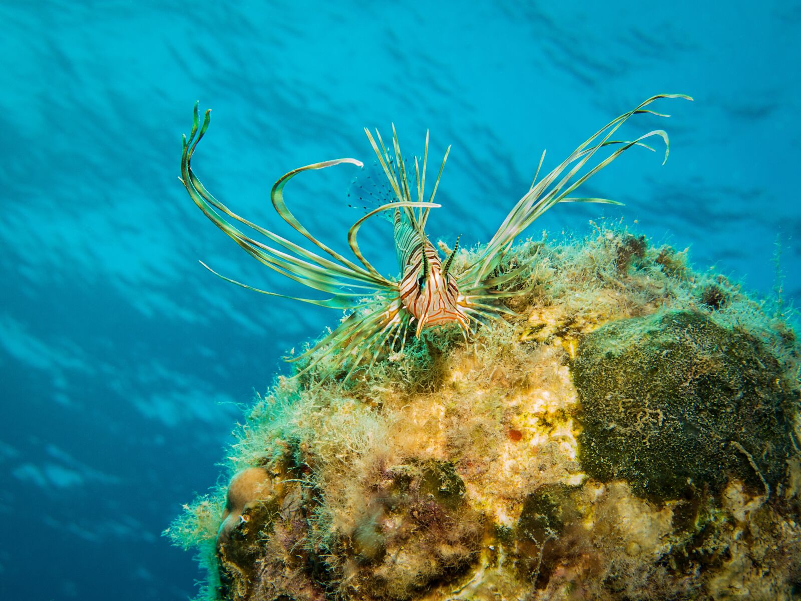 Canon PowerShot G16 sample photo. Fish, lionfish, pacific rotfeuerfisch photography