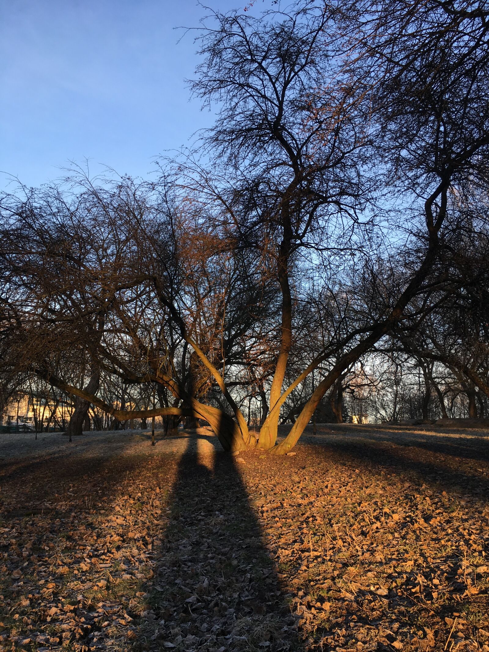 Apple iPhone 6s sample photo. Sunrise photography