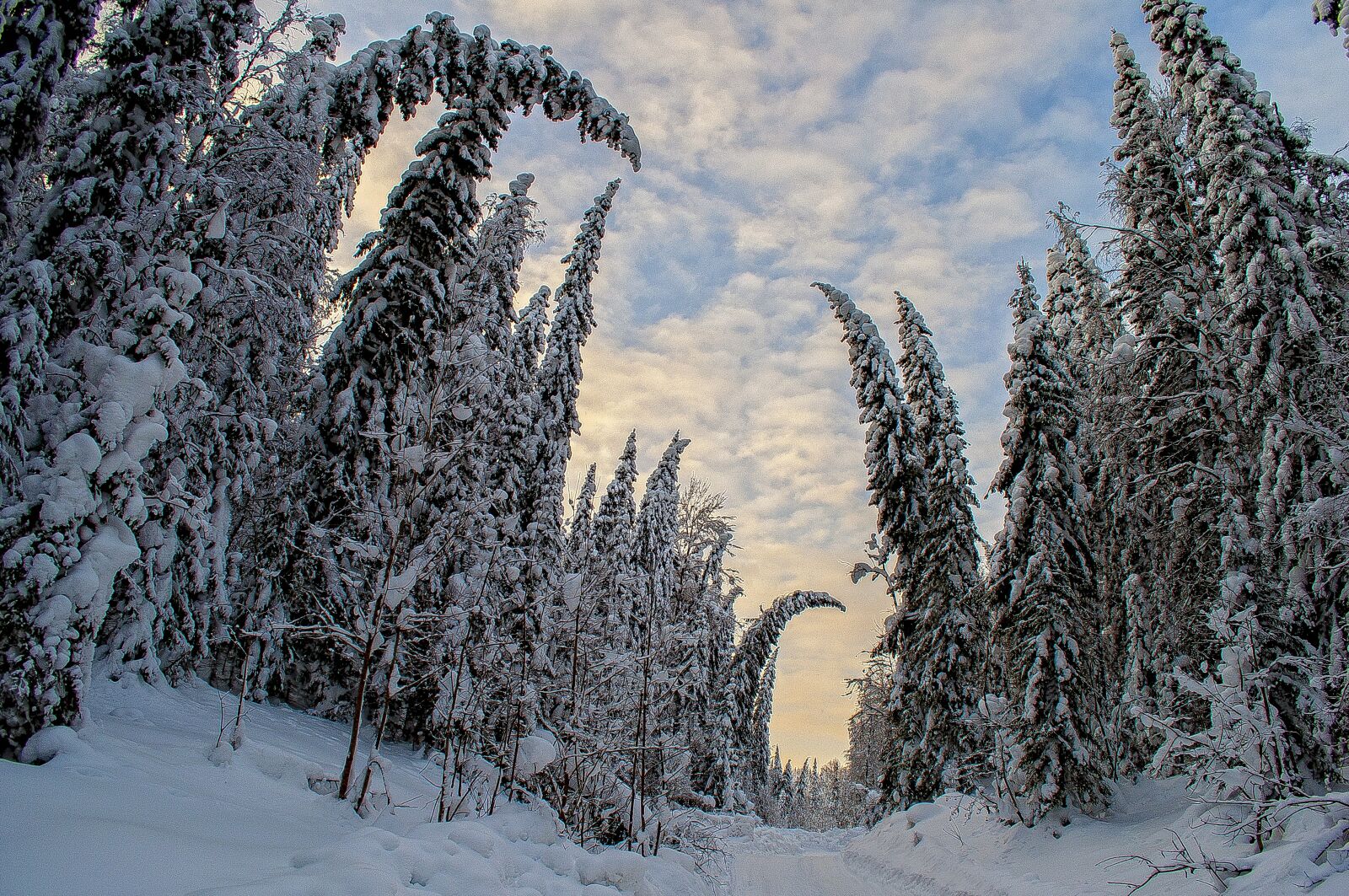 Nikon D5000 sample photo. Winter, forest, russia photography