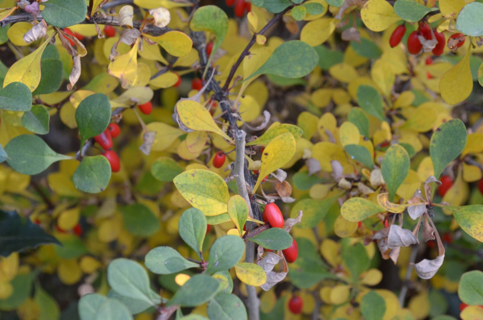 Nikon D5100 sample photo. Leaves, plant, garden photography