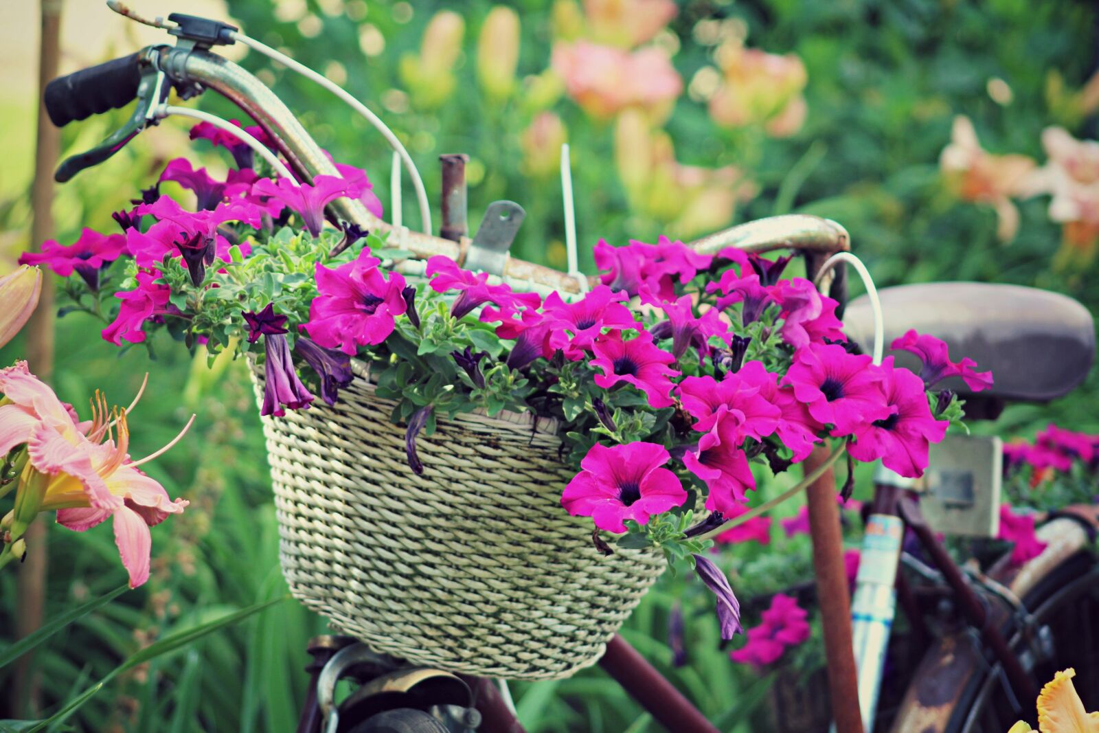 Canon EF 75-300mm f/4-5.6 sample photo. Flowers, vintage, bicycle photography