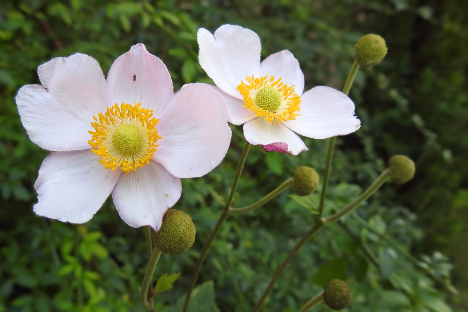 Nikon Coolpix P900 sample photo. Anemone, fall anemone, blossom photography