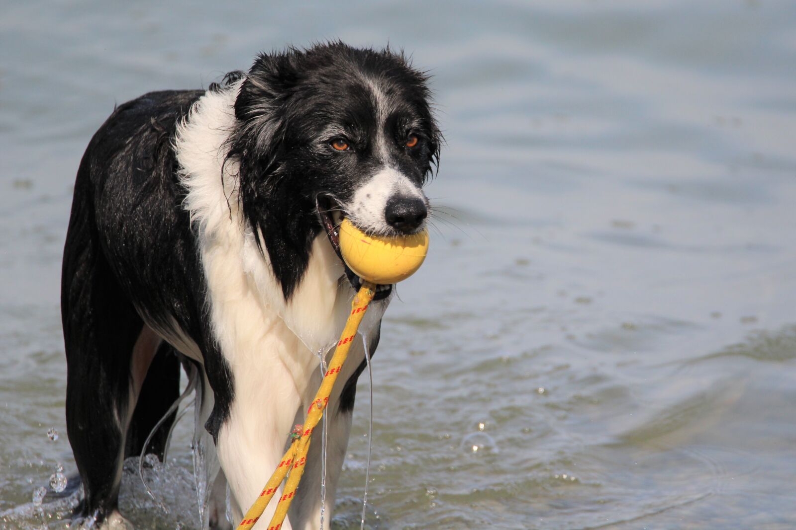 Tamron SP 150-600mm F5-6.3 Di VC USD sample photo. Dog, bathroom, lake photography