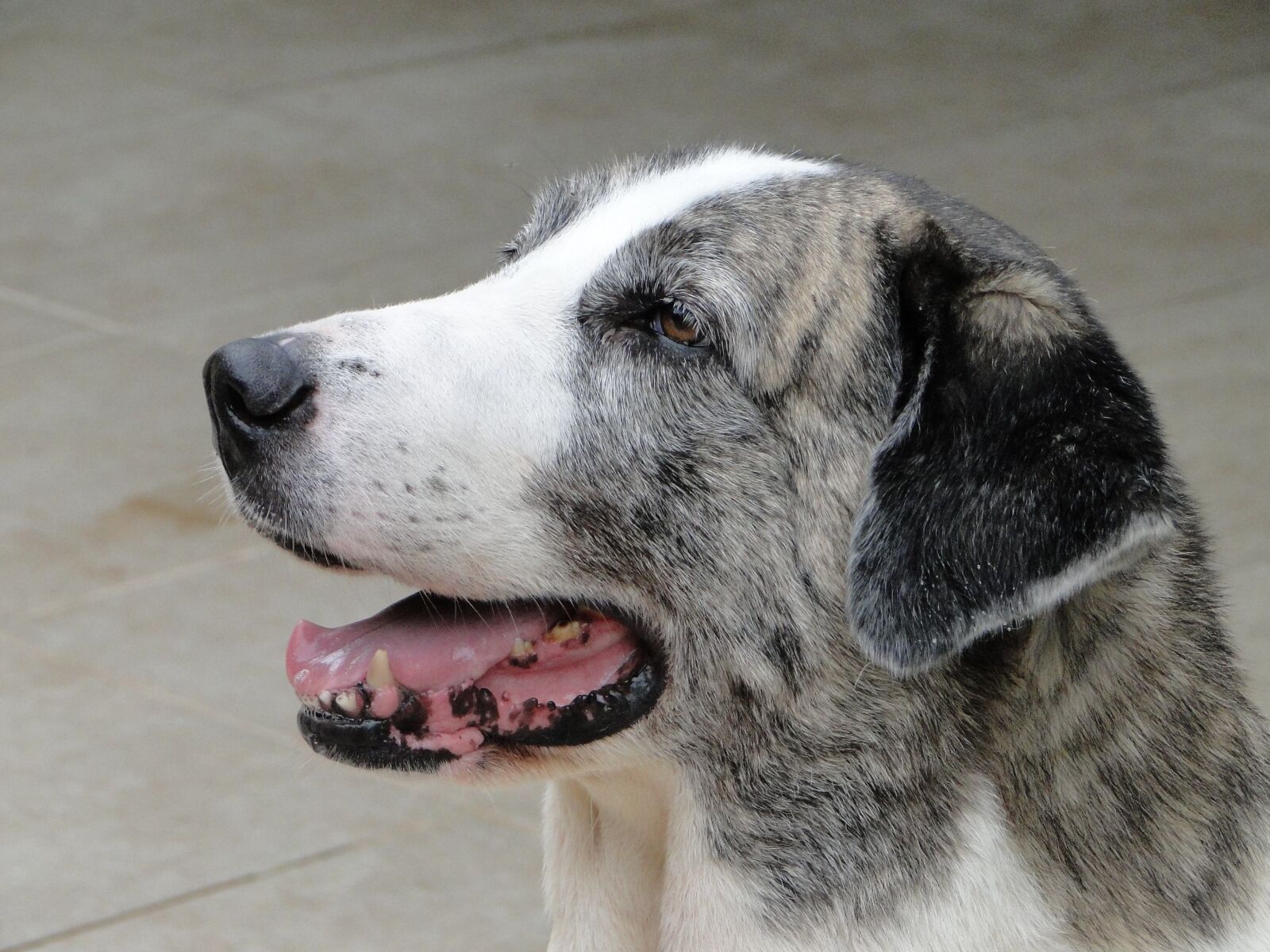 Sony Cyber-shot DSC-HX1 sample photo. Pet, canine, dog photography