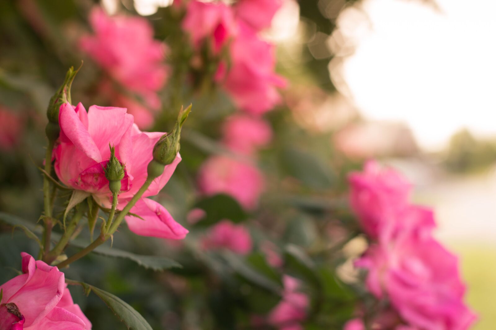 Canon EOS 60D + Canon EF 50mm F1.8 II sample photo. Roses, nature, plants photography