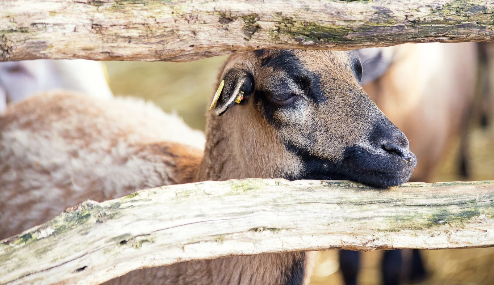 Canon EF 70-300mm F4-5.6 IS USM sample photo. Goat, mammal, animal photography