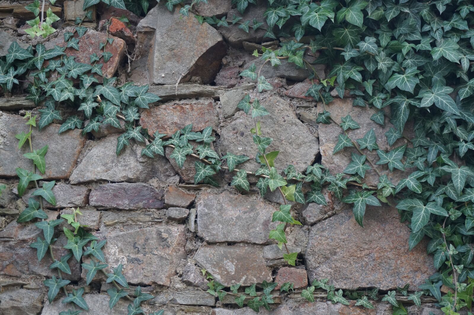 Sony Alpha NEX-3N sample photo. Wall, ivy, old photography