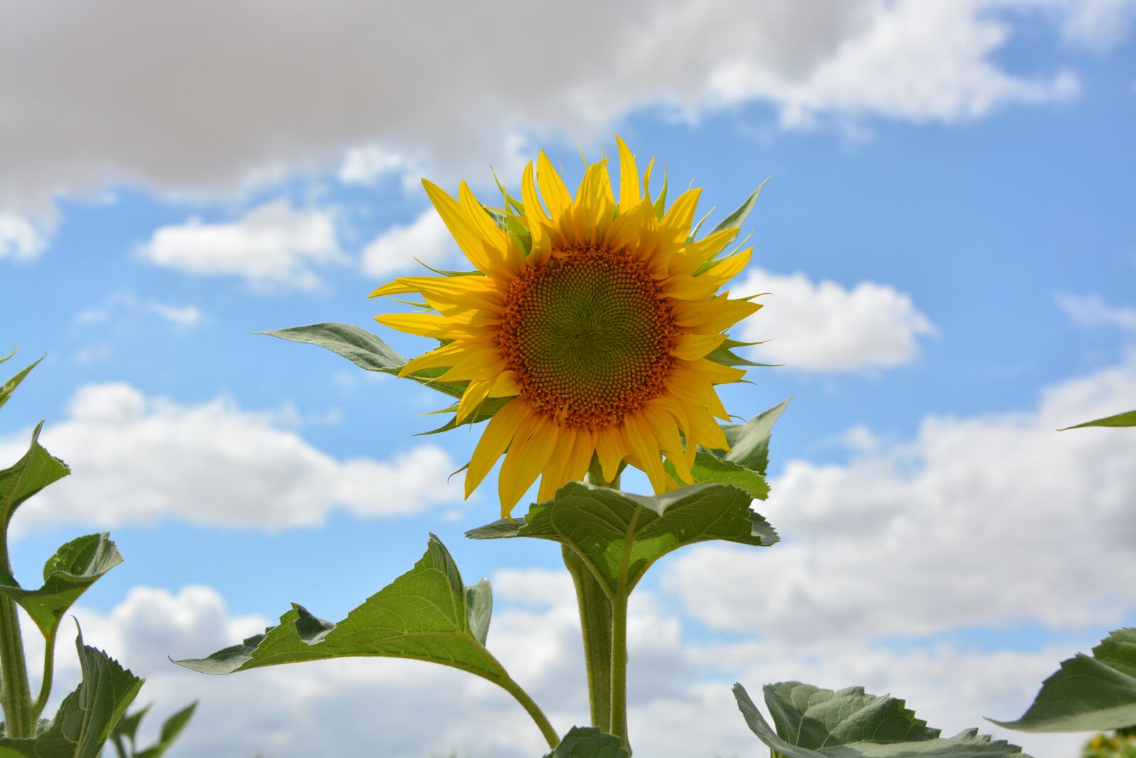 Nikon D5200 sample photo. Sunflower, flower, yellow photography