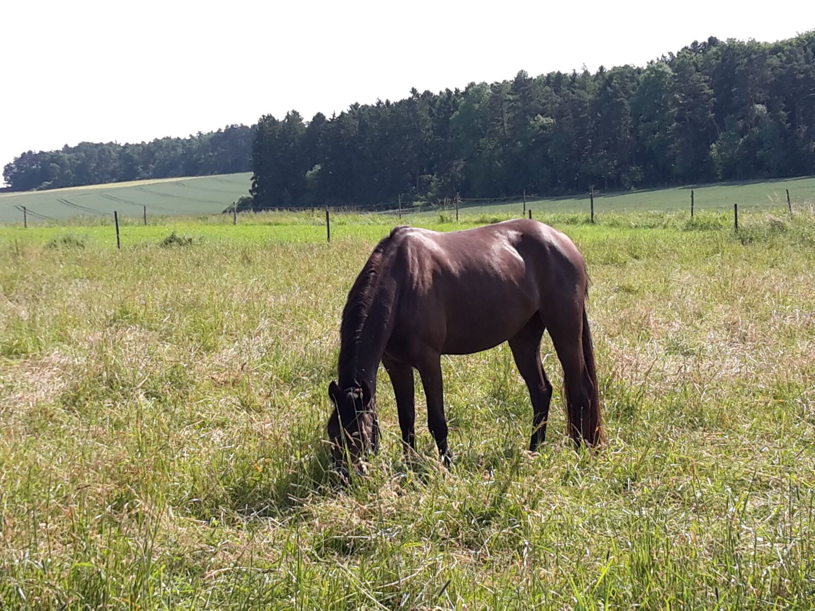Samsung Galaxy S5 Mini sample photo. Coupling, meadow, horse photography