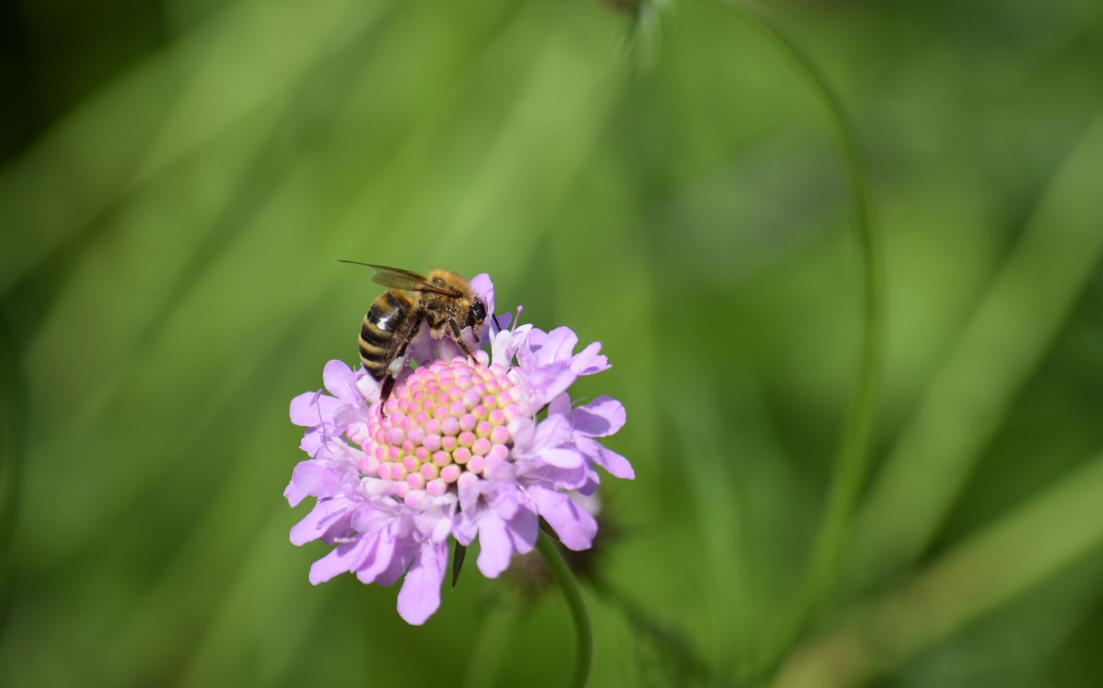 Nikon D5300 sample photo. Bee, honey bees, insect photography