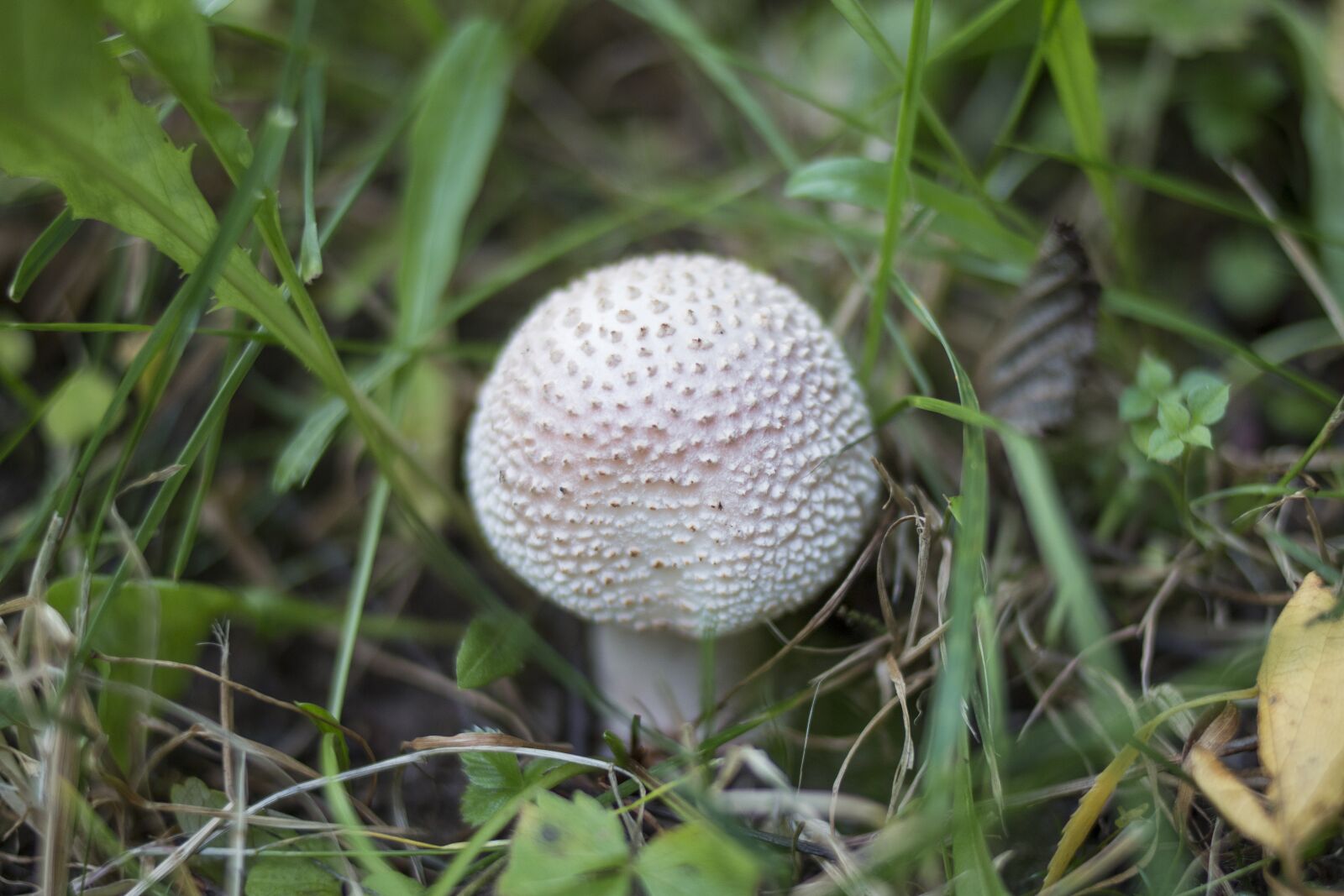 Canon EOS 70D + Canon EF 35mm F2 sample photo. Mushroom, grass, green photography