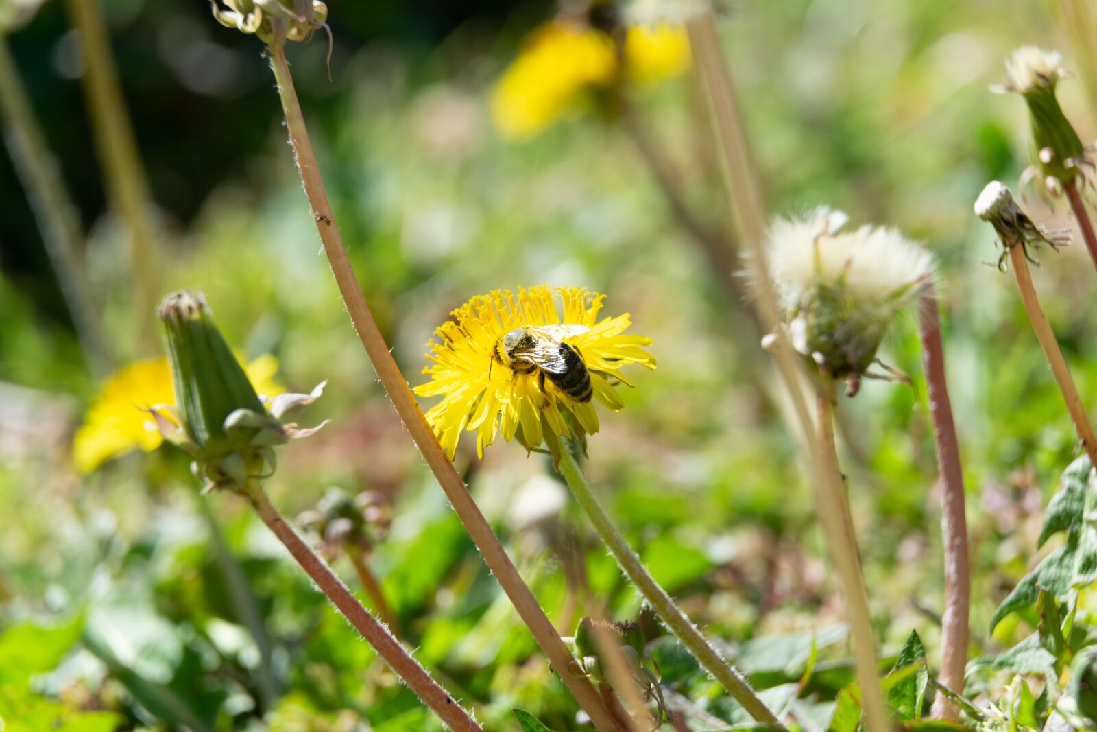 Nikon D3300 sample photo. Bee, flower, garden photography