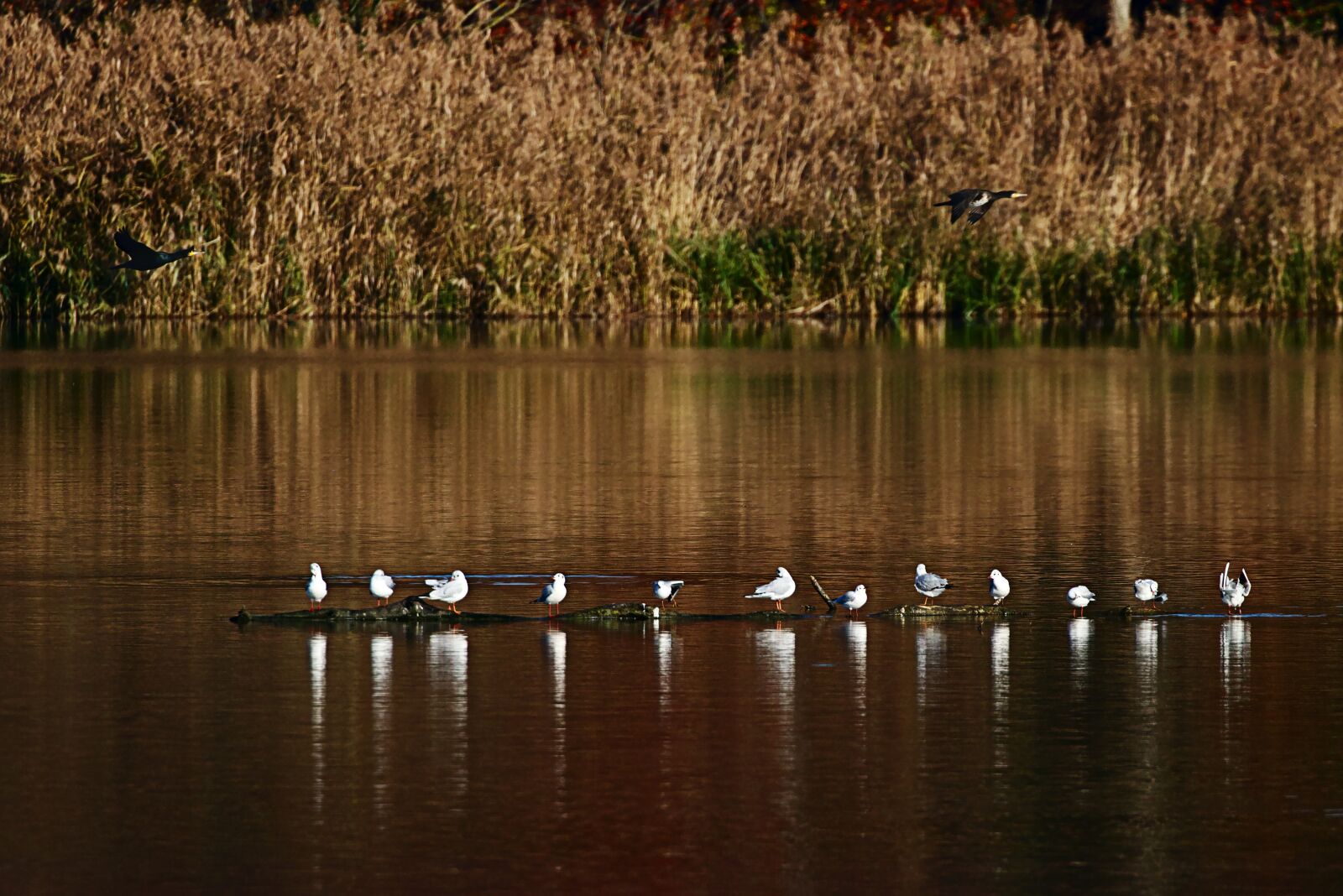Canon EOS M5 sample photo. Lake, reed, autumn photography