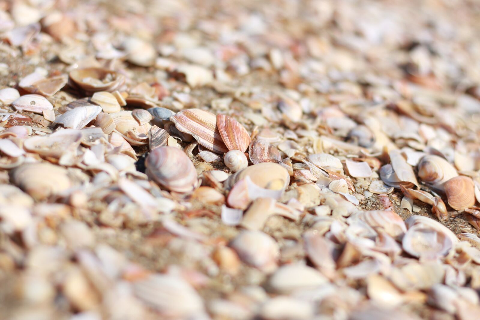 Canon EOS 700D (EOS Rebel T5i / EOS Kiss X7i) + Canon EF 50mm F1.8 STM sample photo. Shell, beach, seashell photography