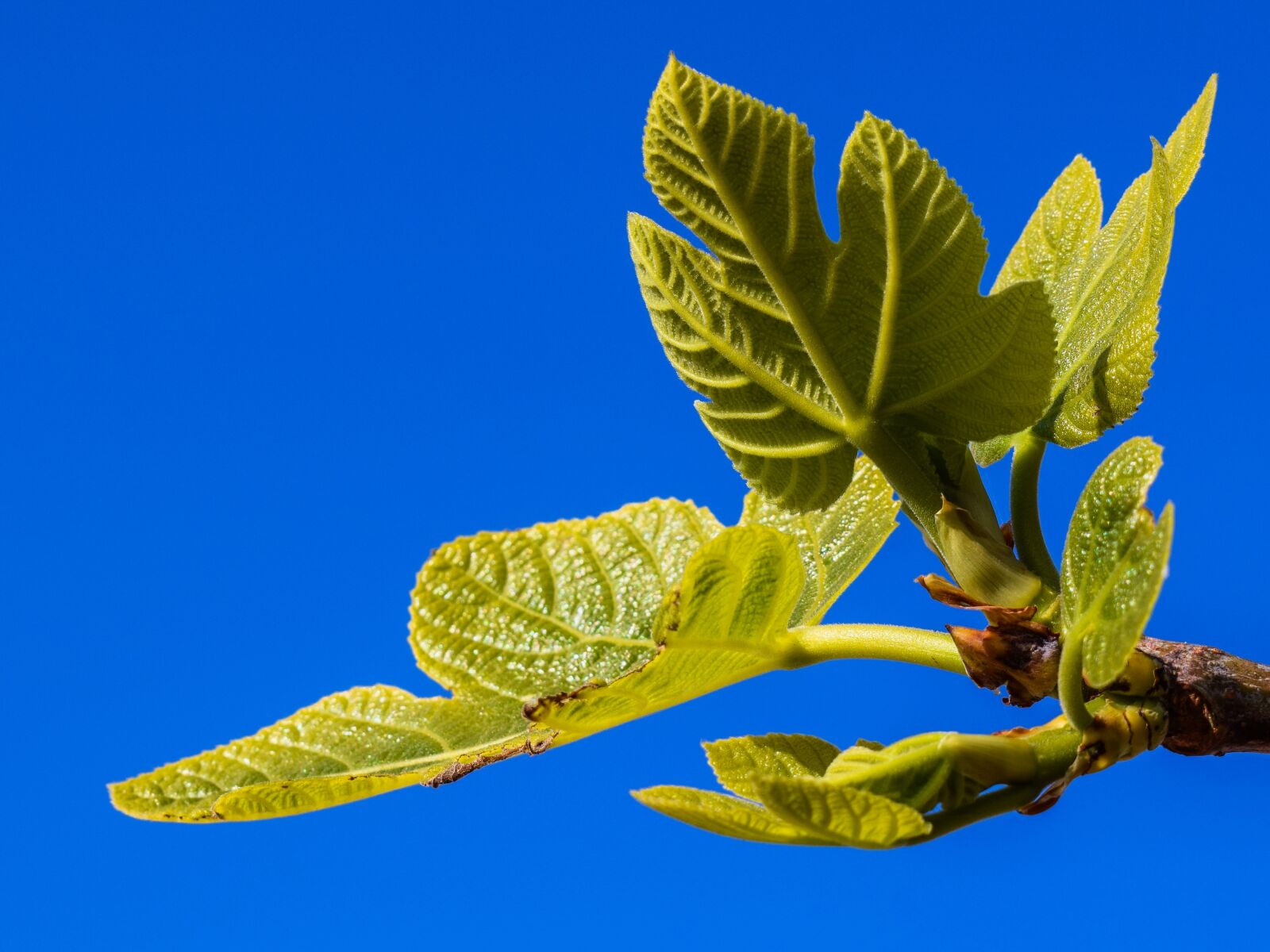 Nikon D3300 sample photo. Fig tree, branch, leaf photography