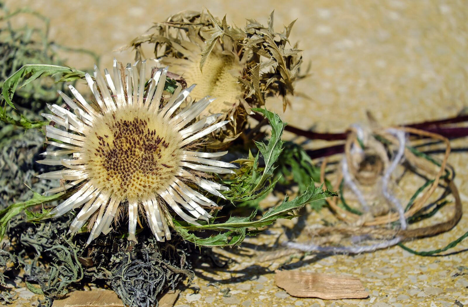 Fujifilm X-T10 + Fujifilm XC 50-230mm F4.5-6.7 OIS sample photo. Thistle, silver thistle, flower photography