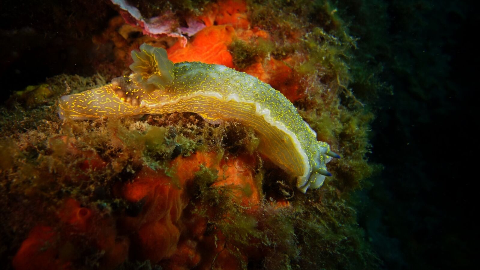 Sony Cyber-shot DSC-RX100 II sample photo. Slug, ocean, diving photography