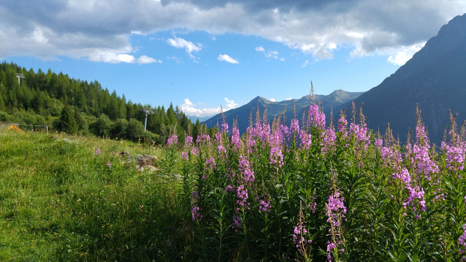 LG G4 sample photo. Valmalenco, mountains, field flowers photography