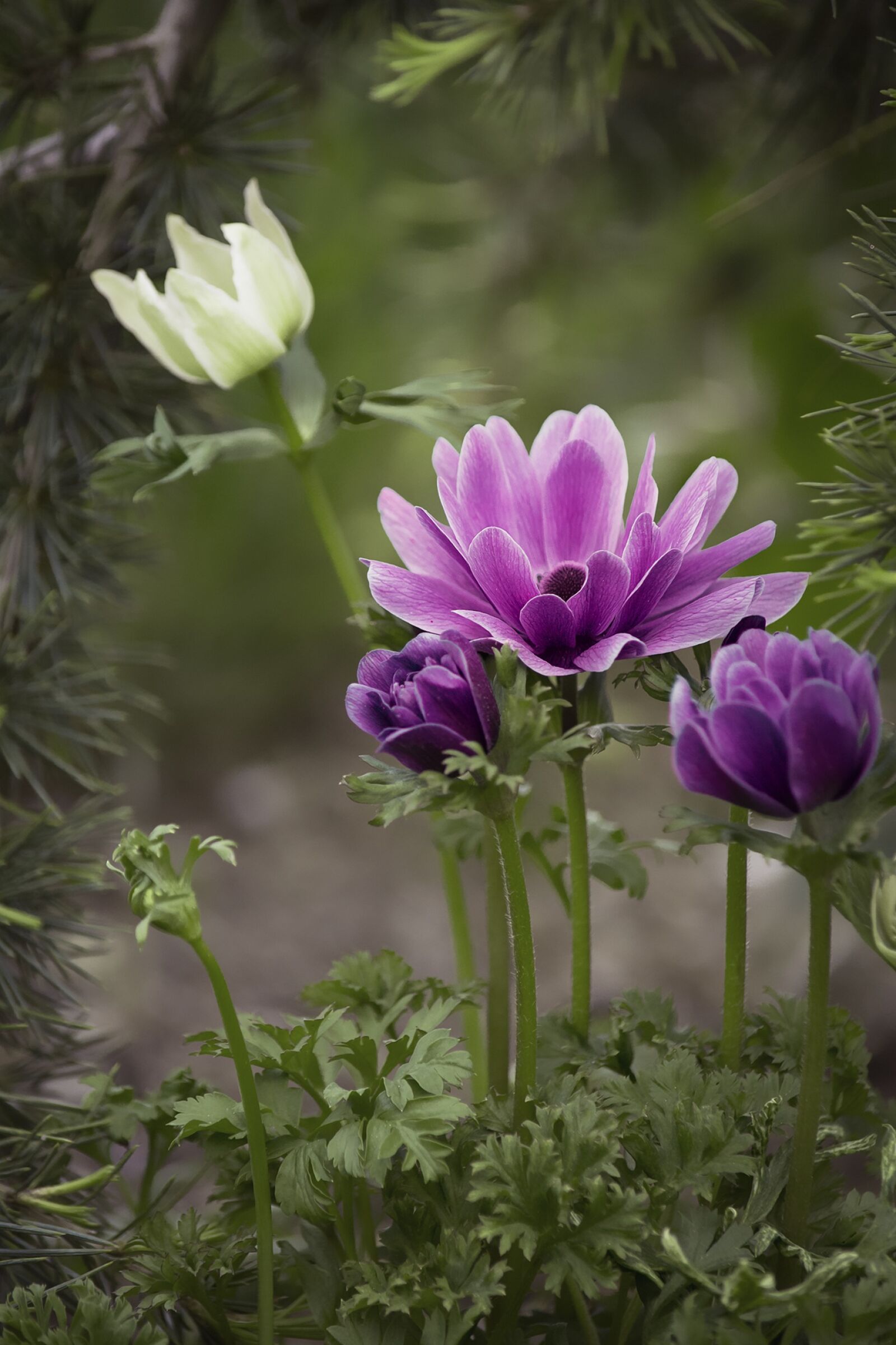 Nikon D7100 sample photo. Anemone, violet, purple photography