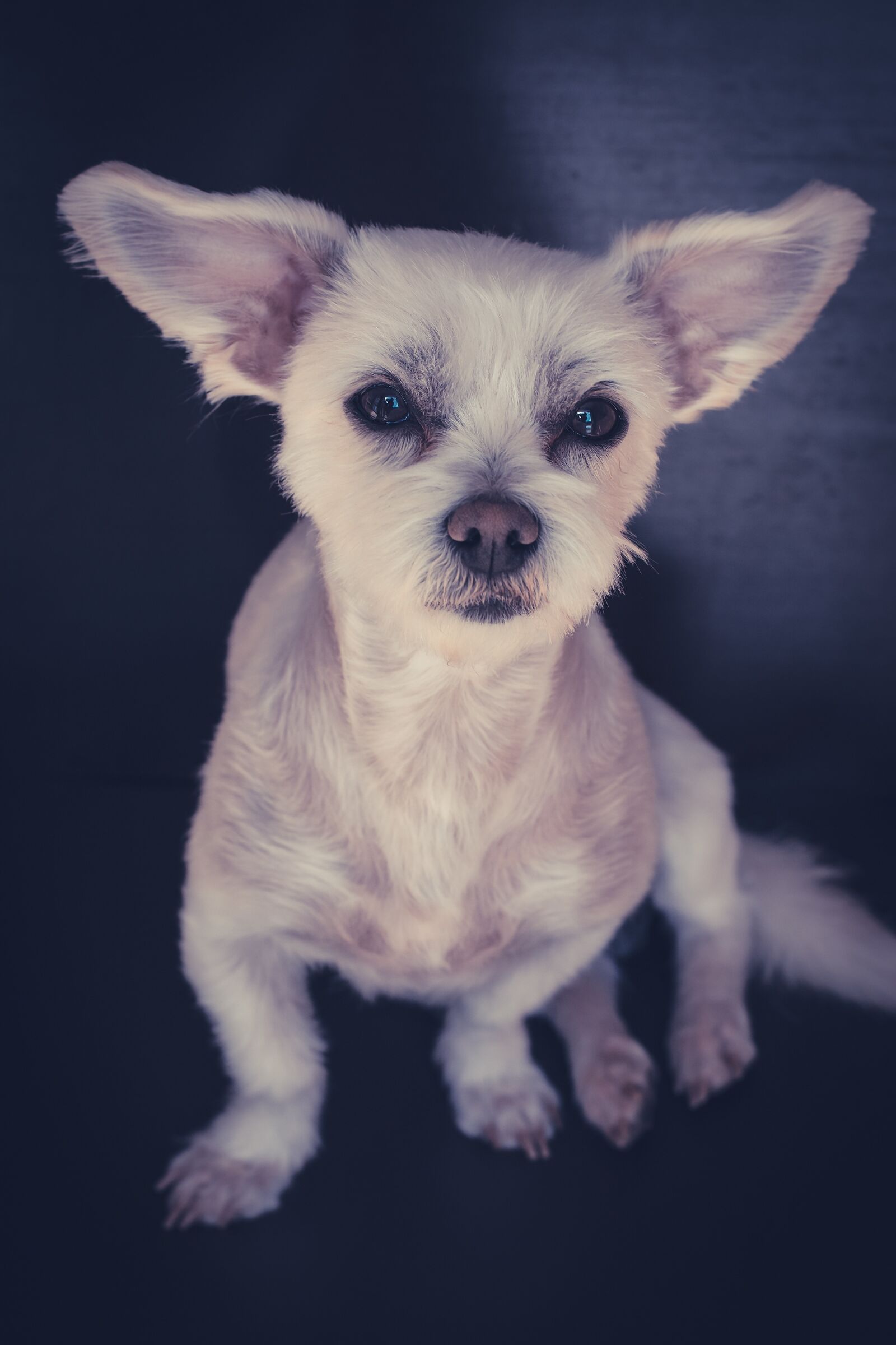 Nikon D7100 sample photo. Maltese-havanese, dog, white photography