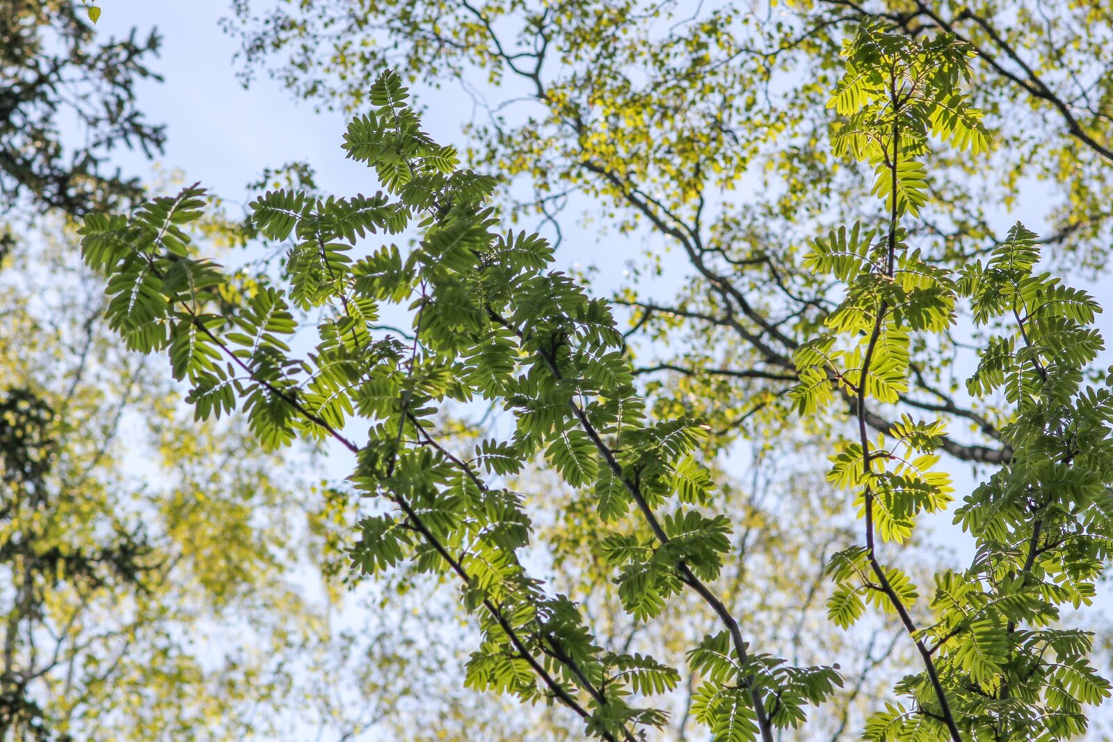 Canon EOS 550D (EOS Rebel T2i / EOS Kiss X4) sample photo. Rowan, tree, summer photography