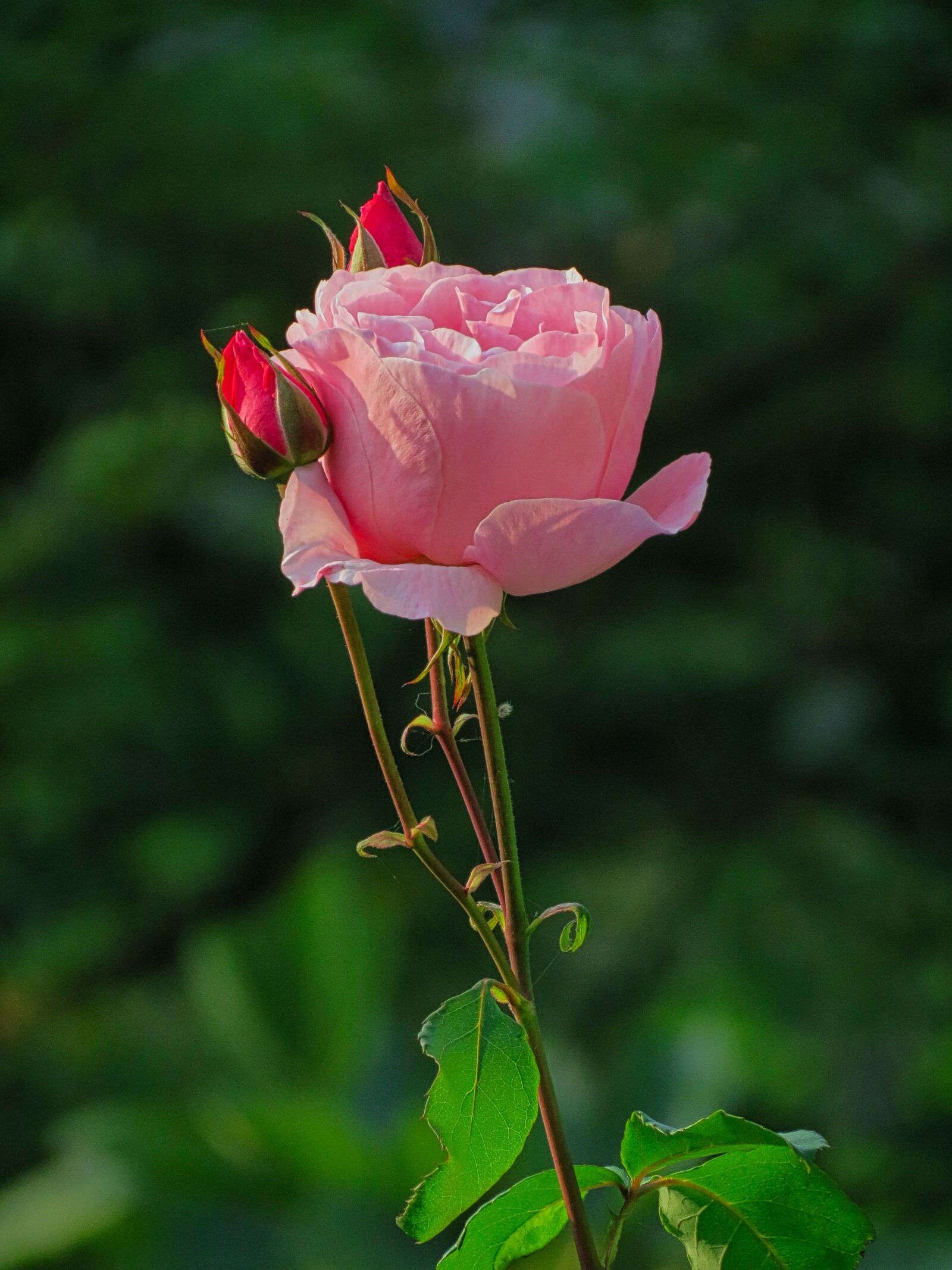 Canon PowerShot SX40 HS sample photo. Rosa, flower, bloom photography