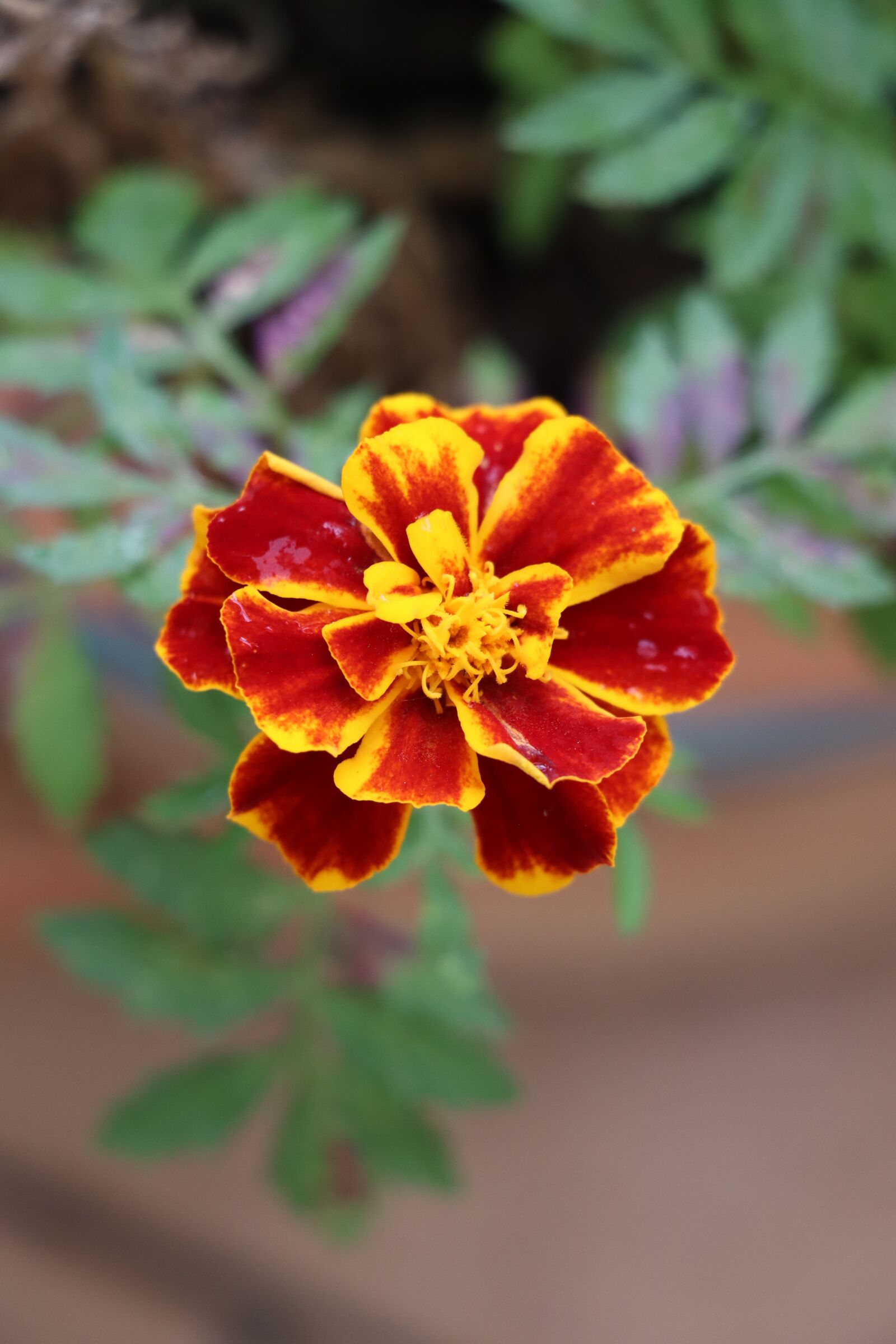 Canon EOS 250D (EOS Rebel SL3 / EOS Kiss X10 / EOS 200D II) sample photo. Marigold, nature, flower photography