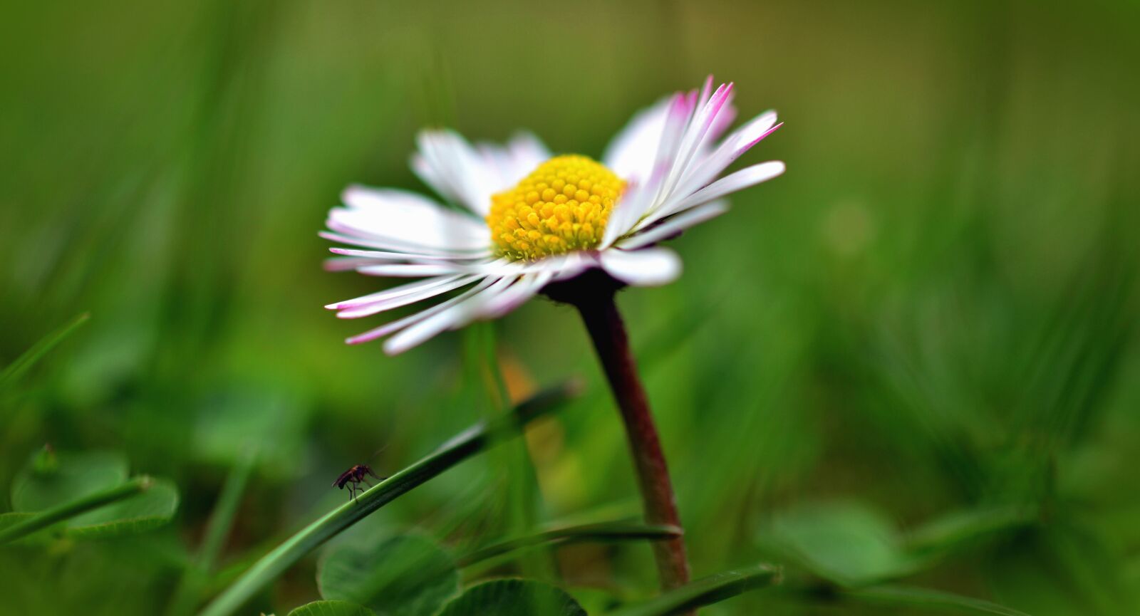 Nikon D5200 sample photo. Daisy, flower, plant, petal photography