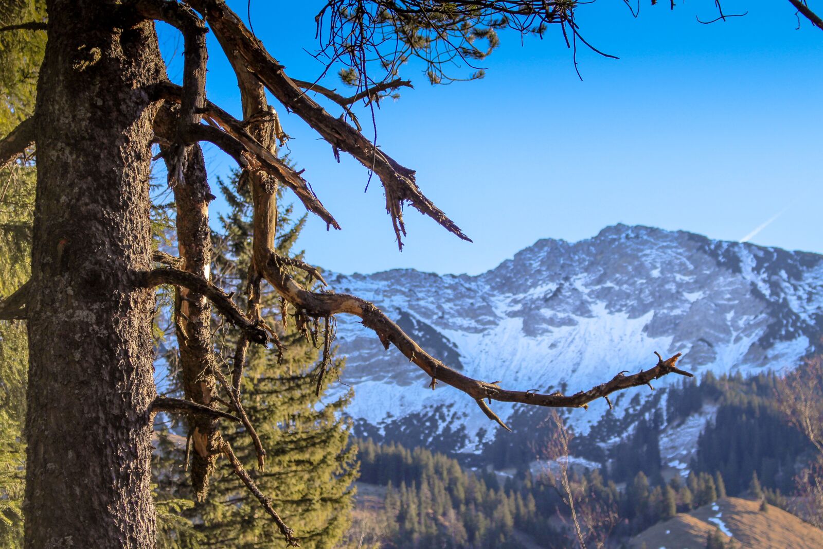 Canon EOS 700D (EOS Rebel T5i / EOS Kiss X7i) sample photo. Tree, snowy, mountain photography