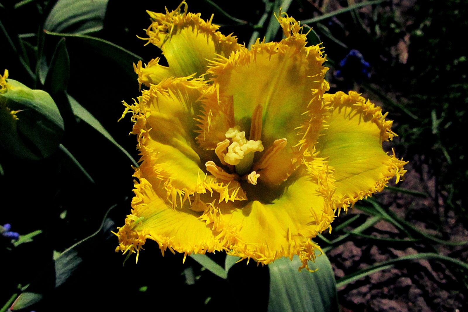 Canon PowerShot SX610 HS sample photo. Tulip, yellow, tulips photography