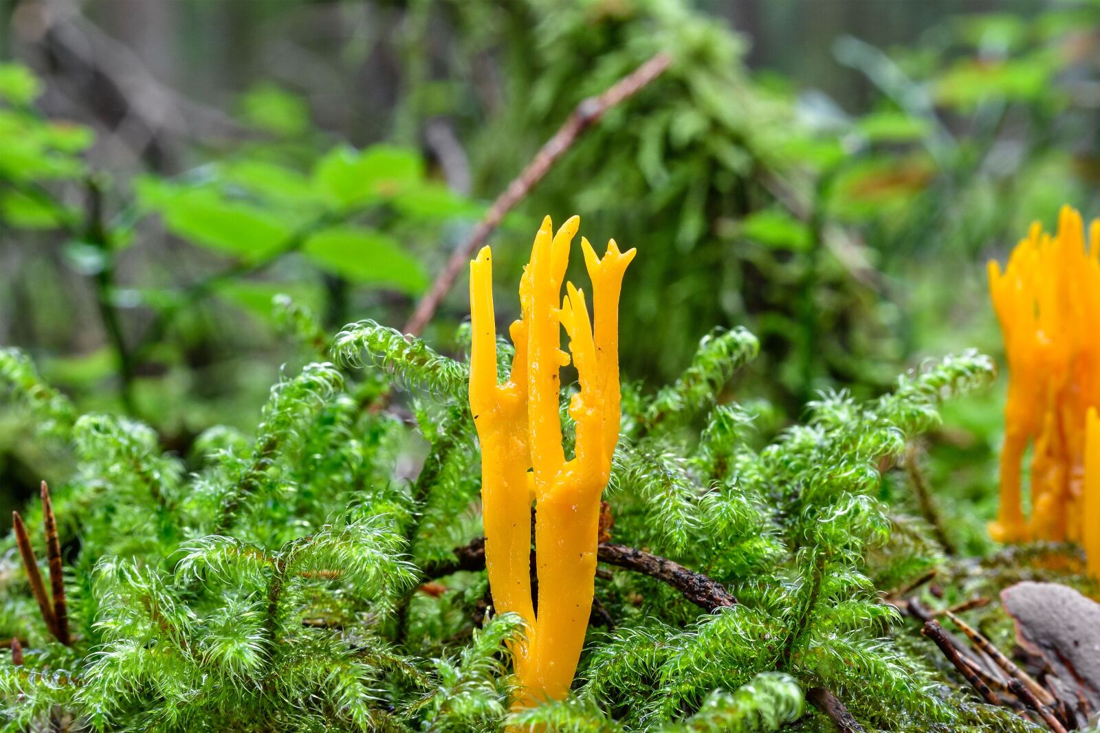 Nikon D7200 sample photo. Goatee, mushroom, moss photography