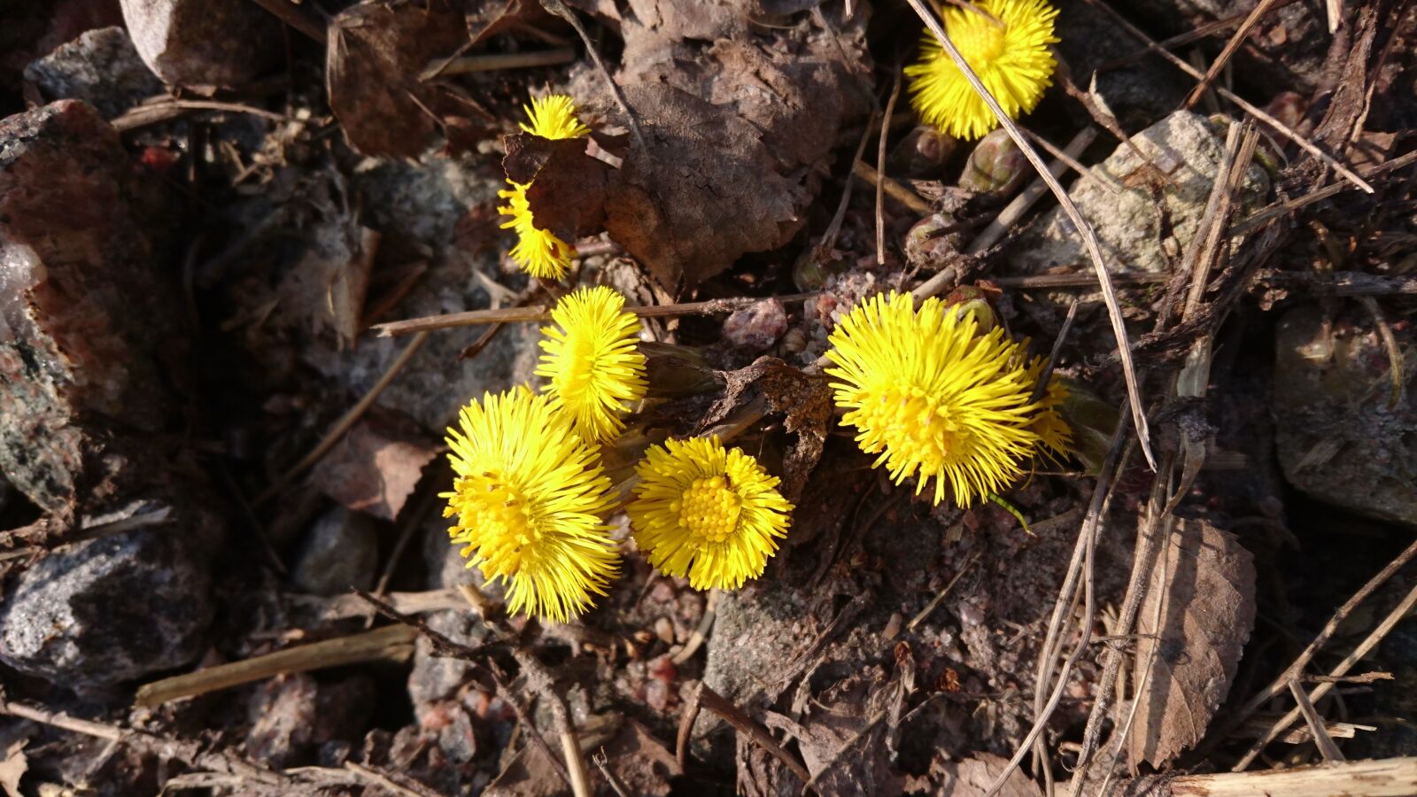 Sony Xperia Z3+ sample photo. Coltsfoot, spring, yellow flower photography
