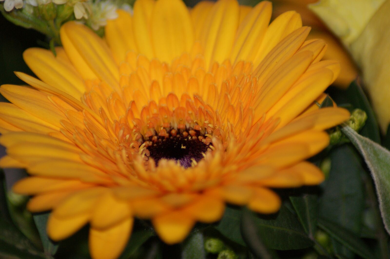 Sony Alpha DSLR-A350 sample photo. Flower, bloom, macro photography