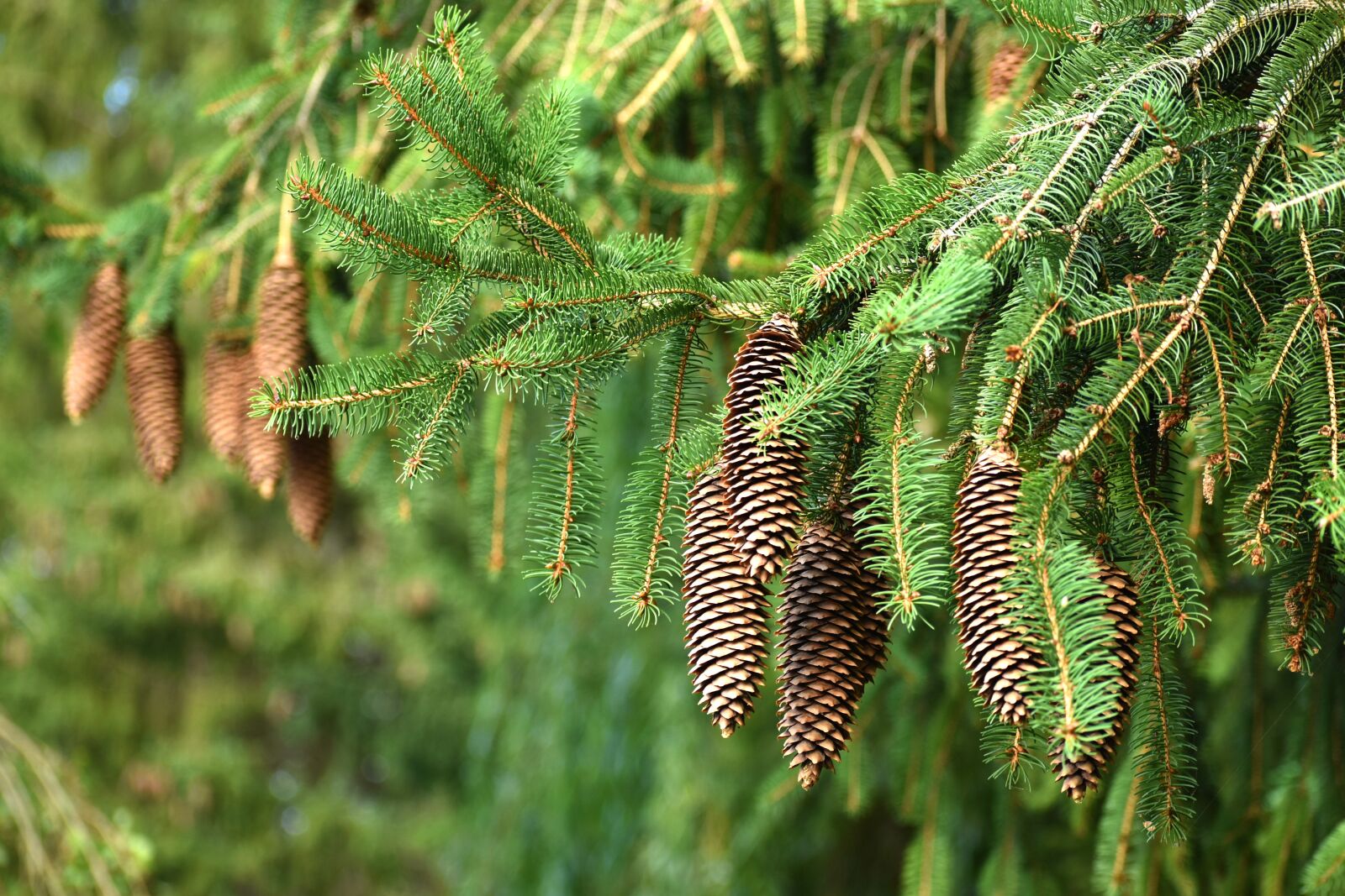 Nikon D5600 sample photo. Pinecone, spruce, cone photography