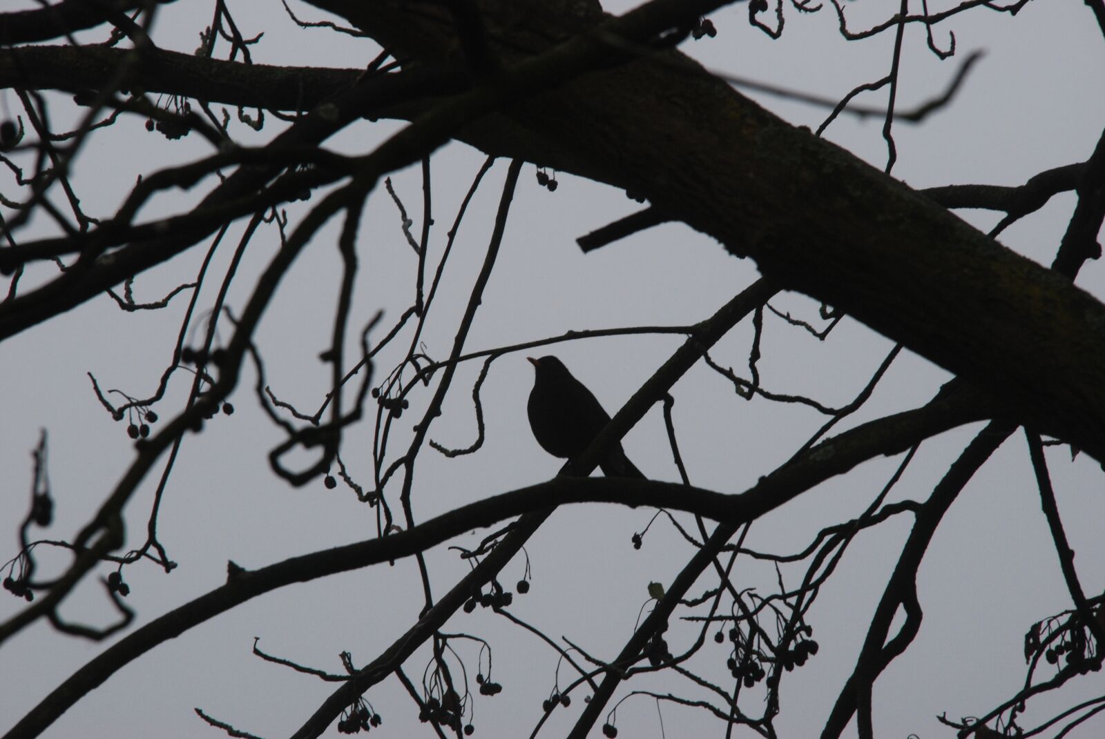 Nikon D80 sample photo. Fog, bird, silhouette photography