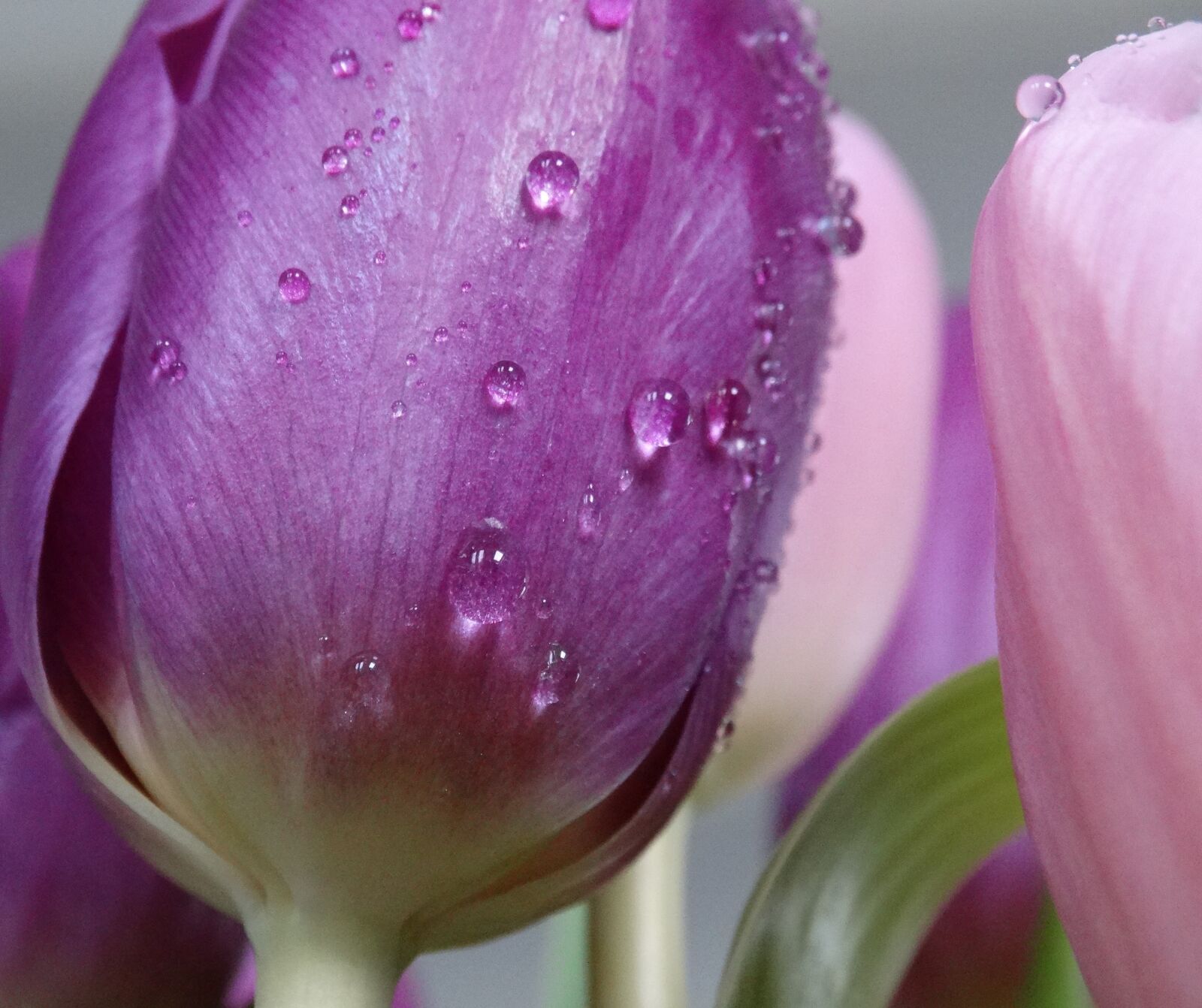 Sony Cyber-shot DSC-HX300 sample photo. Water drops, tulip, flower photography