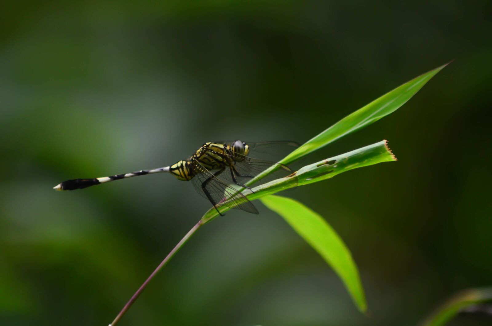 Nikon D5100 sample photo. Dragonfly, green, forest photography