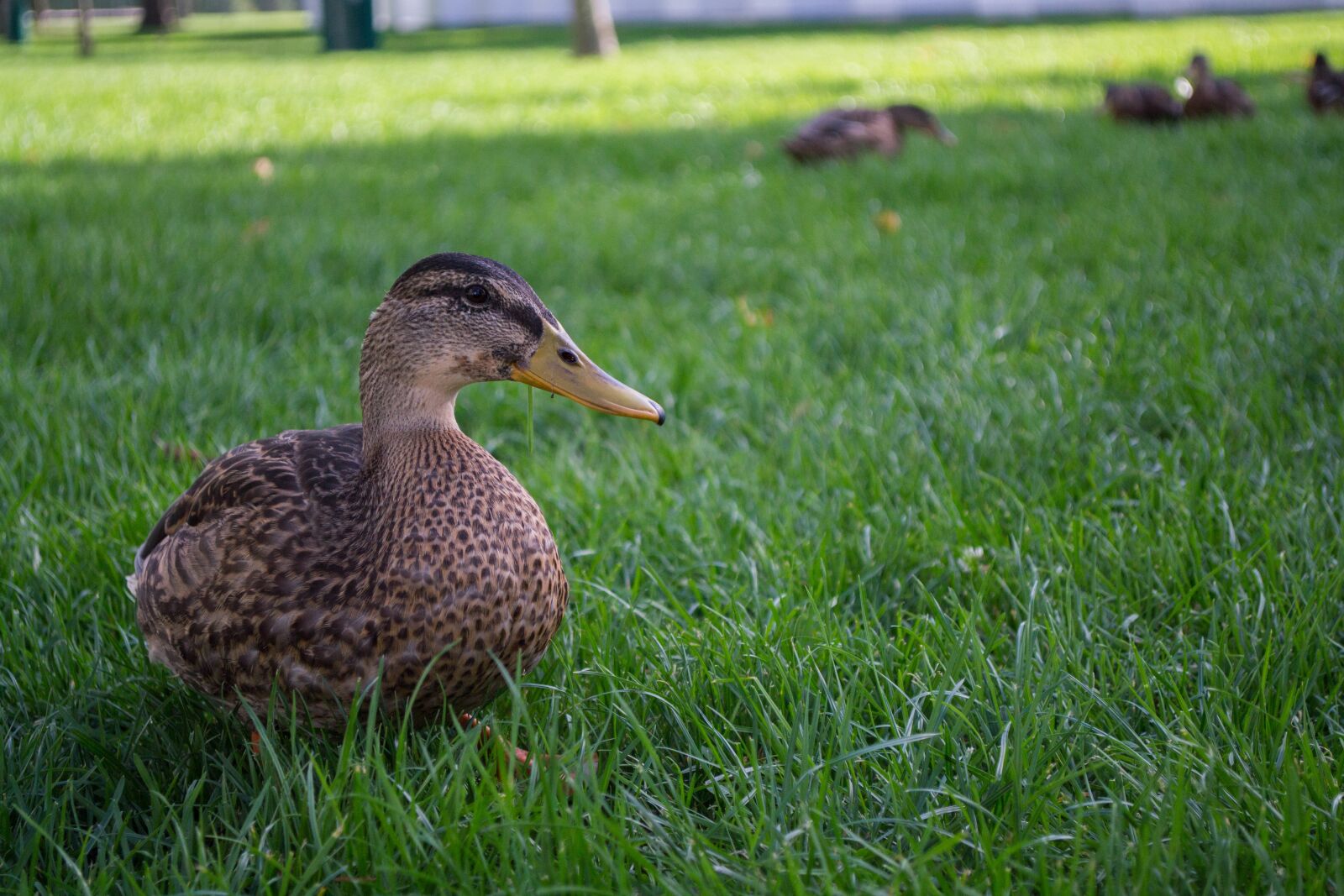 Nikon D3100 sample photo. Water bird, duck, animals photography