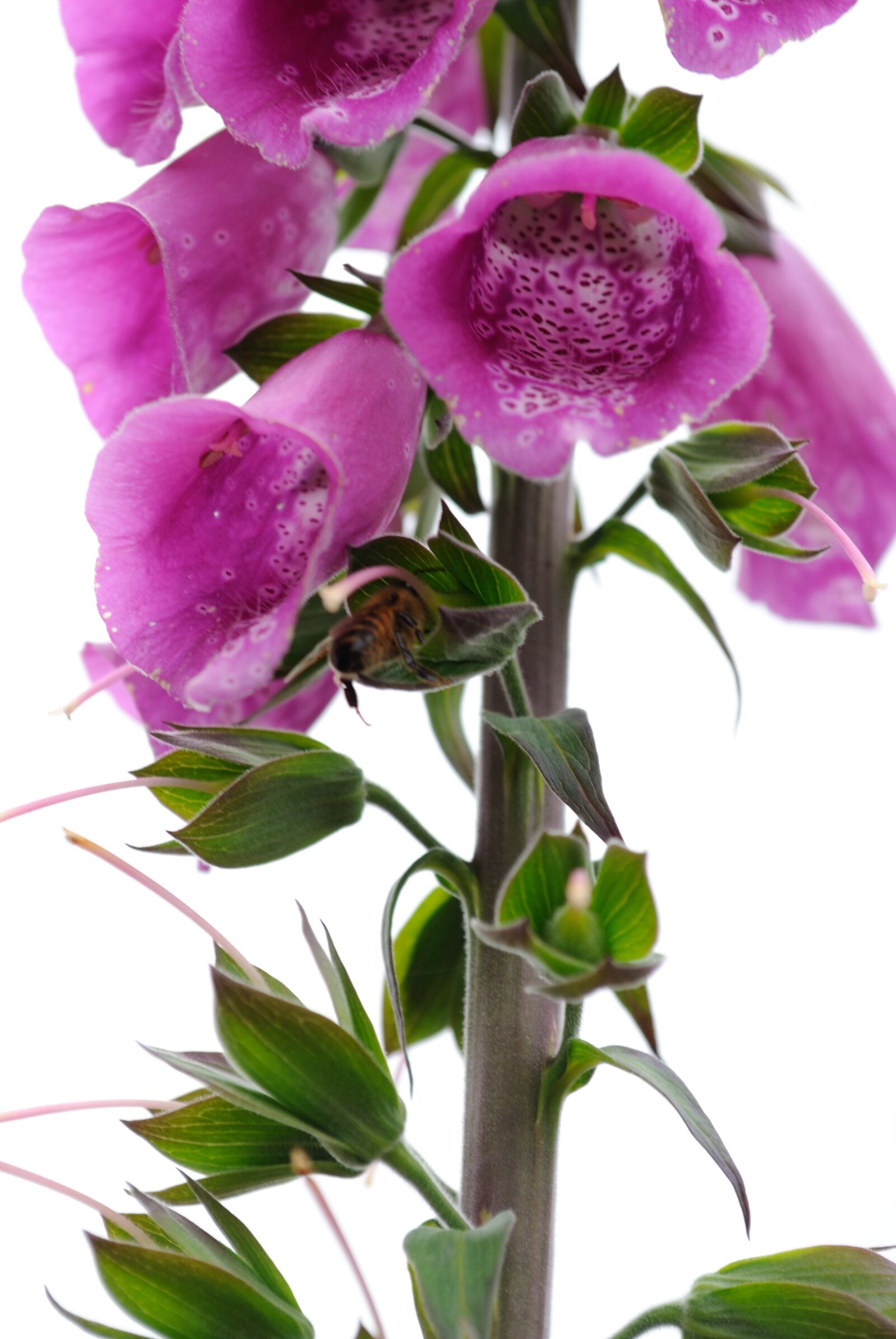 Nikon D3000 sample photo. Flower, plant, flowers photography