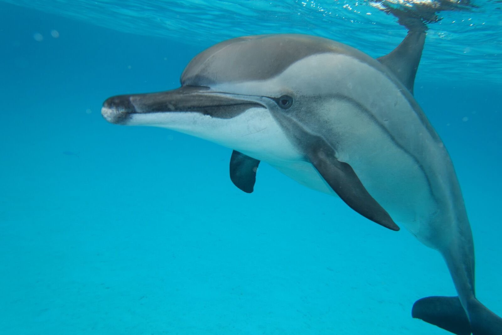 Sony Cyber-shot DSC-RX100 III sample photo. Sea, animals, dolphin photography