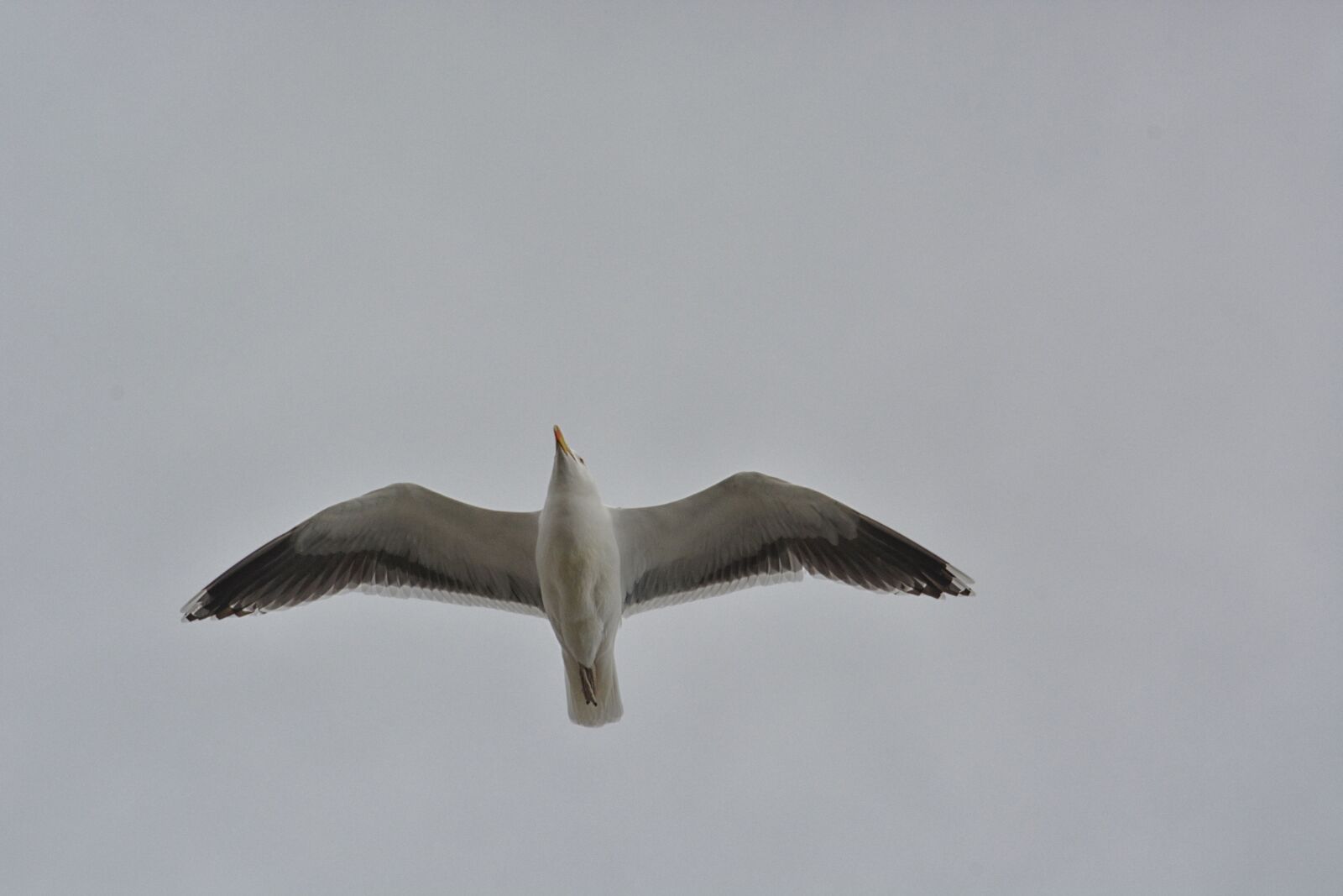 Nikon D5200 sample photo. Gull, bird, sea ​​bird photography