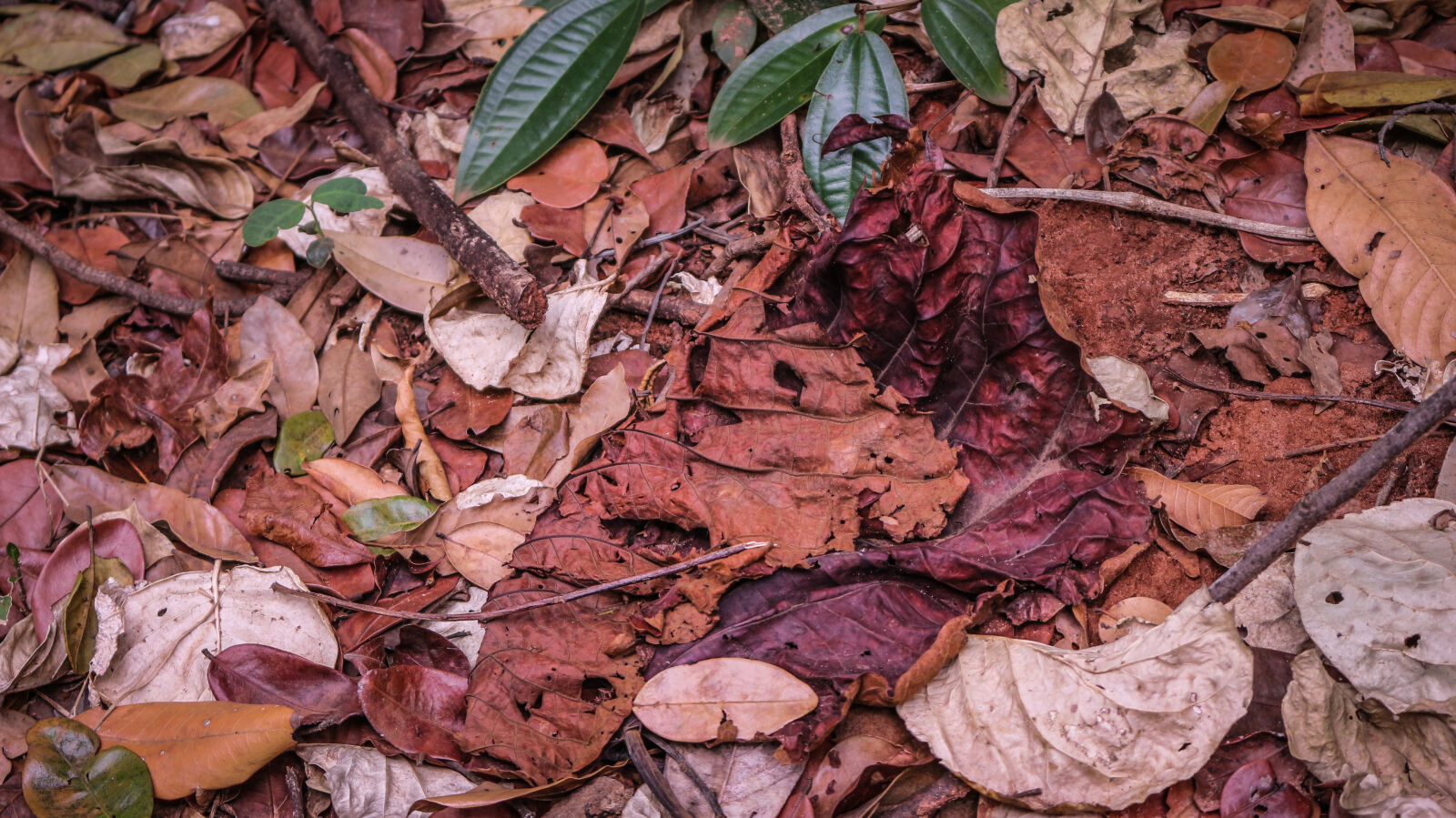 Canon EOS 700D (EOS Rebel T5i / EOS Kiss X7i) sample photo. Autumn, leaf, death, ground photography
