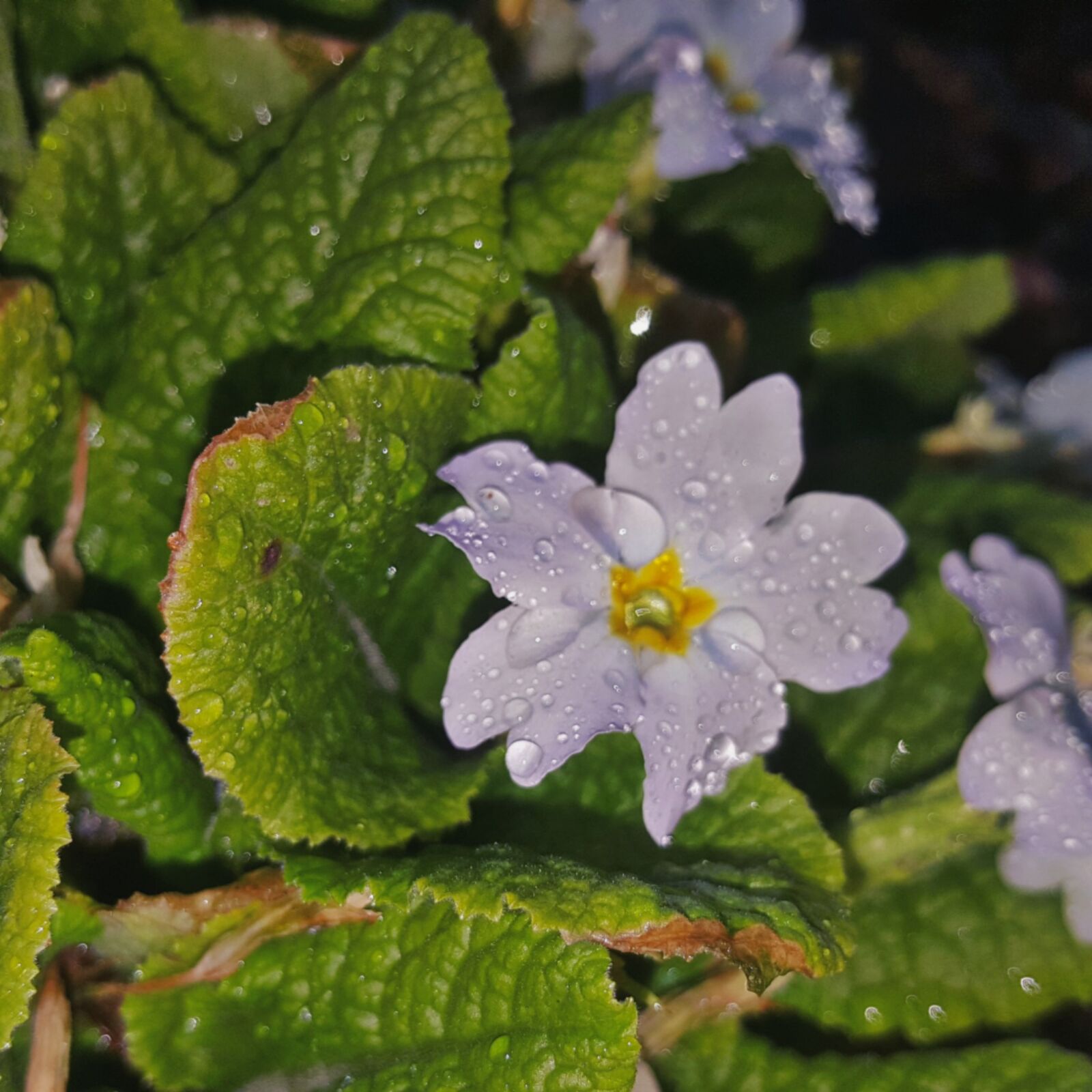 Samsung Galaxy Note5 sample photo. Enjoyment, beauty, quarantine photography