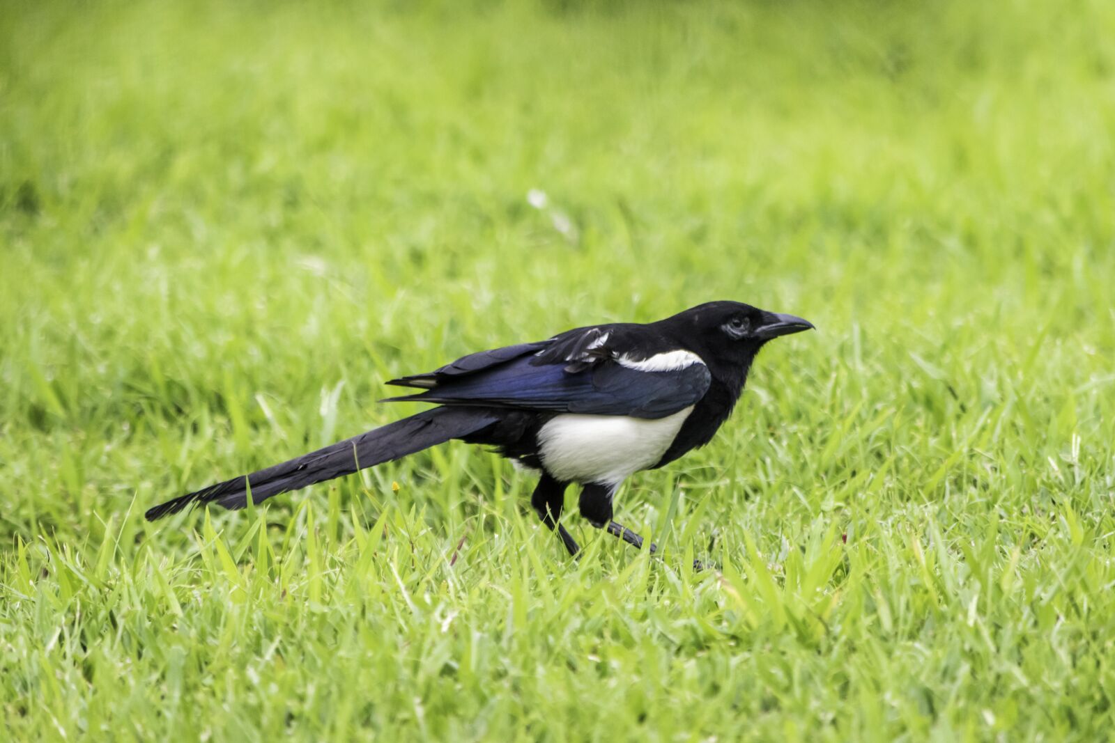 Nikon D5500 sample photo. Bird, nature, grass photography