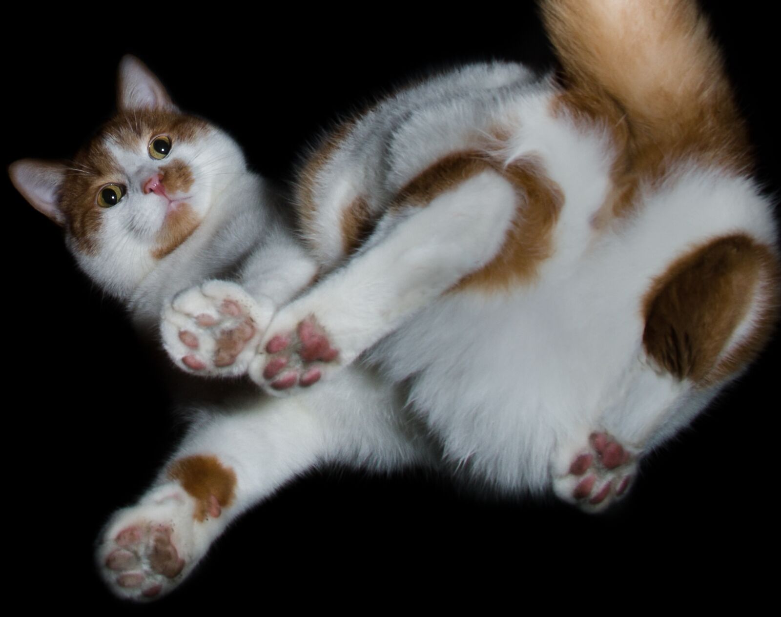Canon EOS 7D sample photo. From the bottom, cat photography