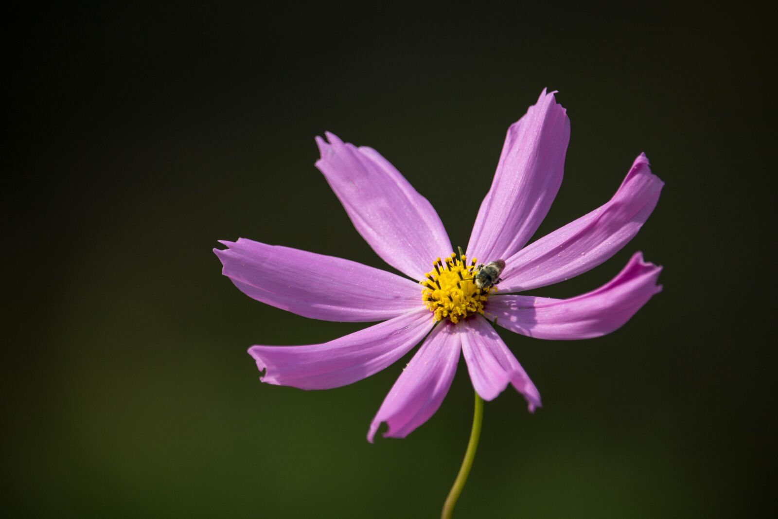 Canon EOS 100D (EOS Rebel SL1 / EOS Kiss X7) sample photo. Purple flower, nature, purple photography