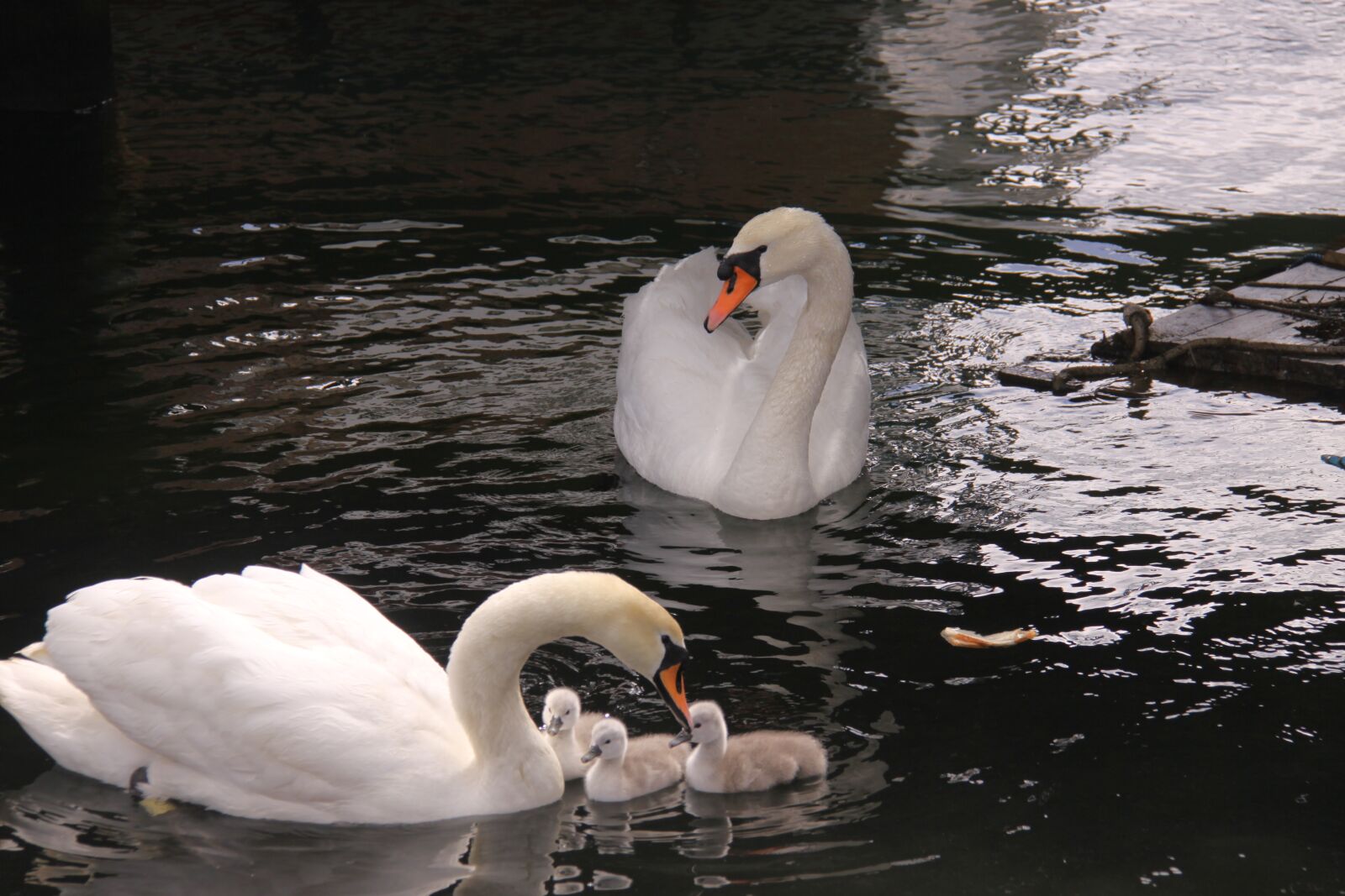 Canon EOS 50D sample photo. Swans, svanepar, birds photography