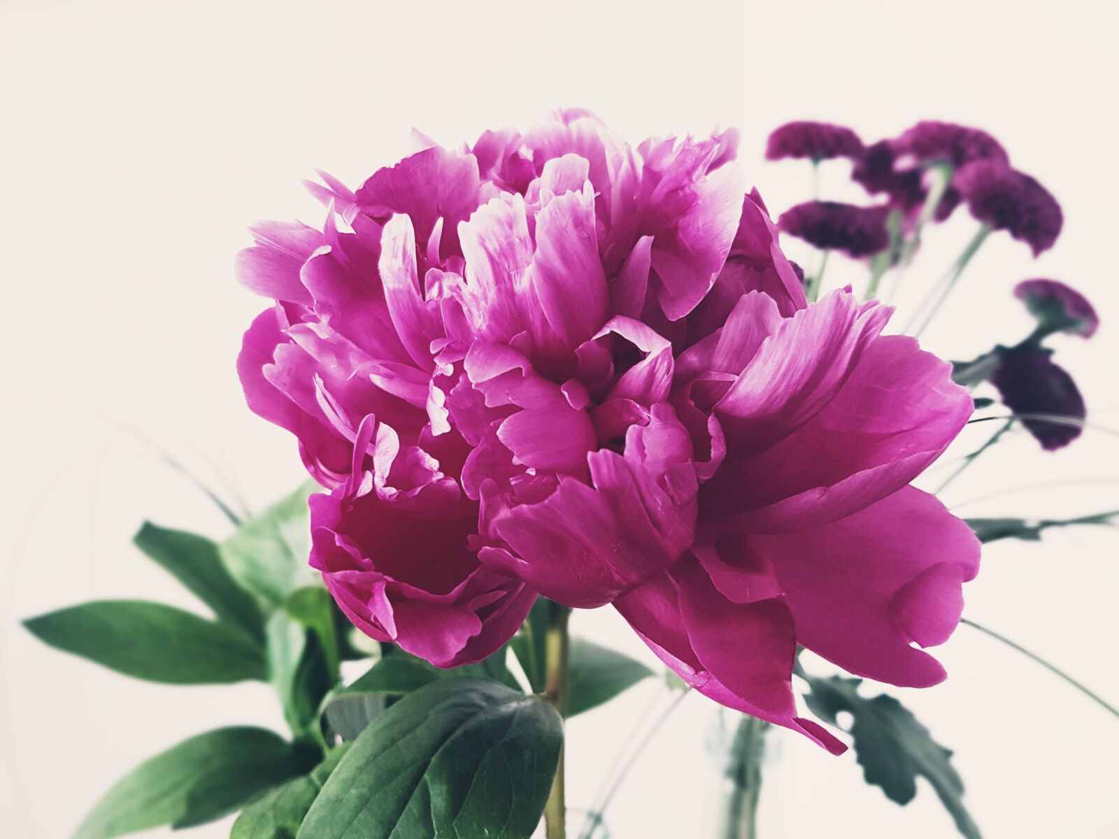 Samsung Galaxy S7 Edge sample photo. Peony, flower, nature photography