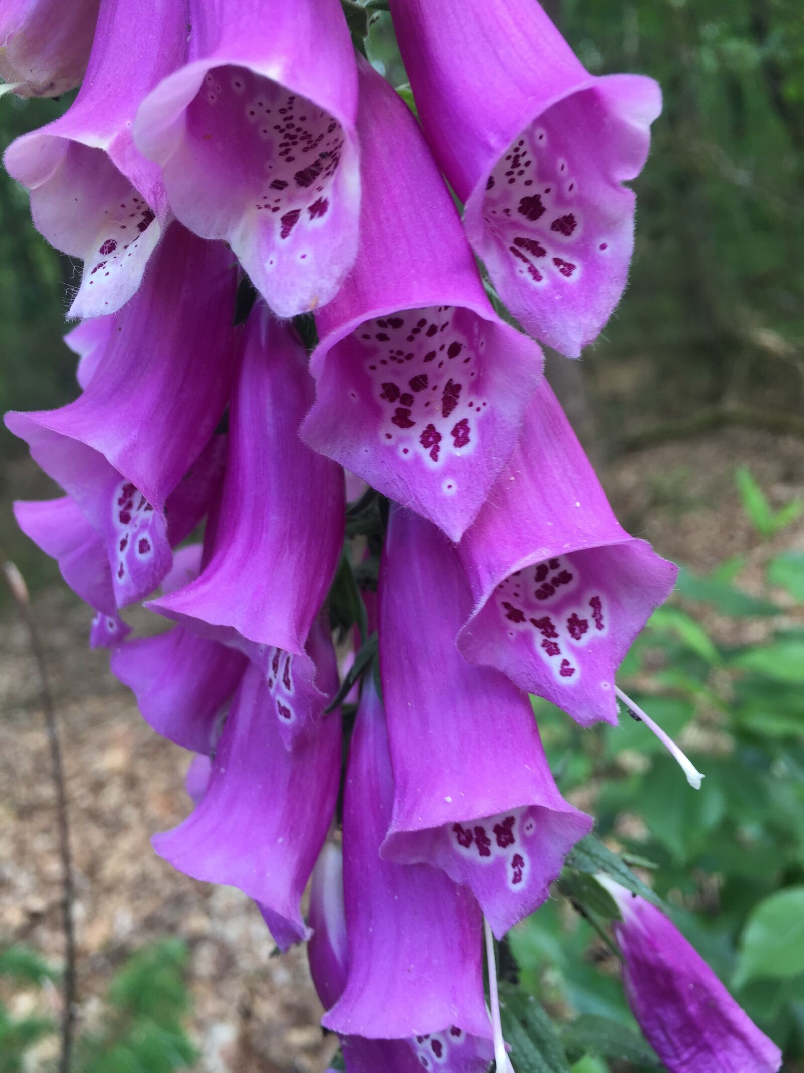Apple iPhone 6 sample photo. Nature, flowers, purple photography